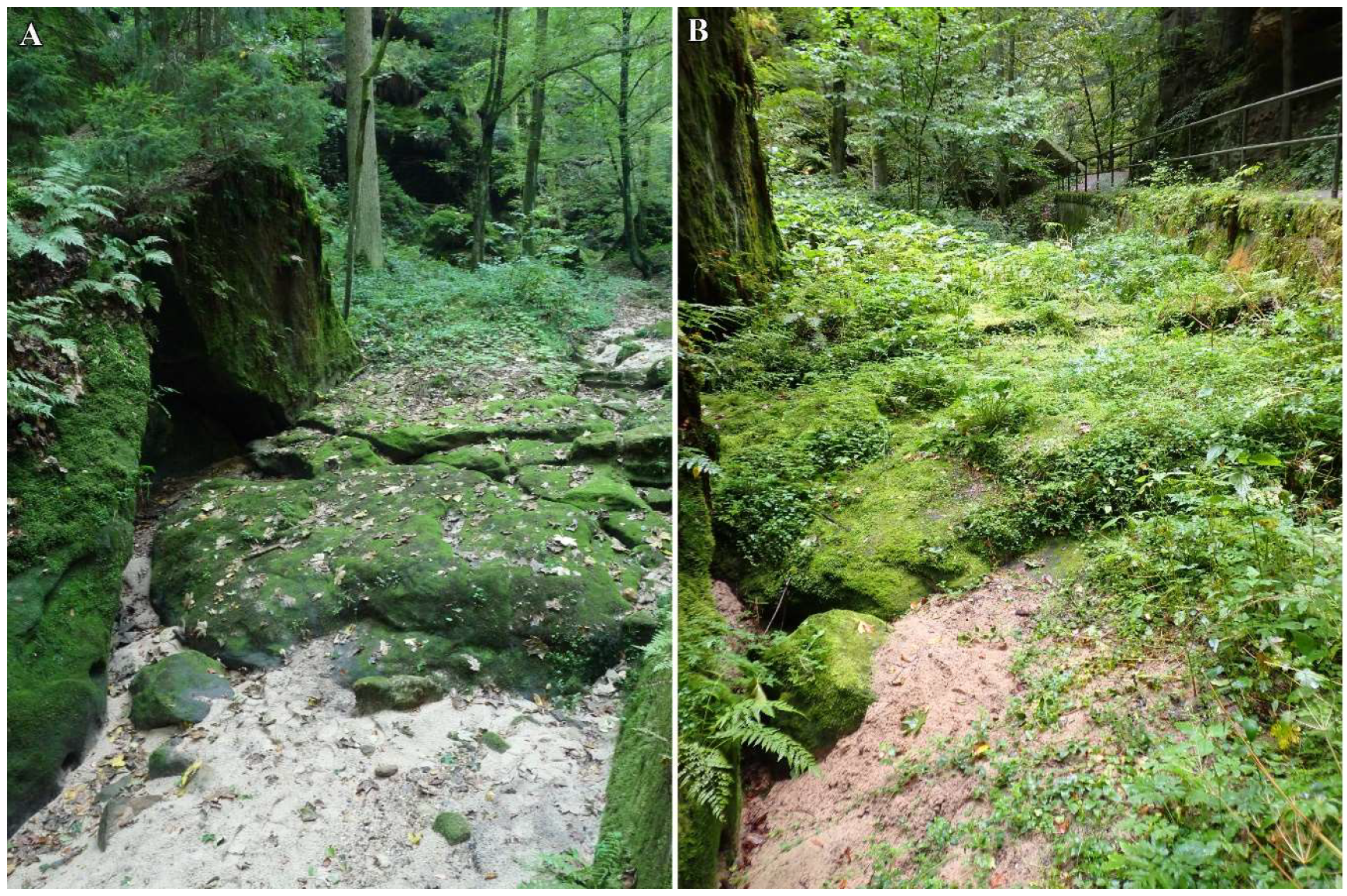 Diversity 16 00258 g011 Diversity 16 00258 g011