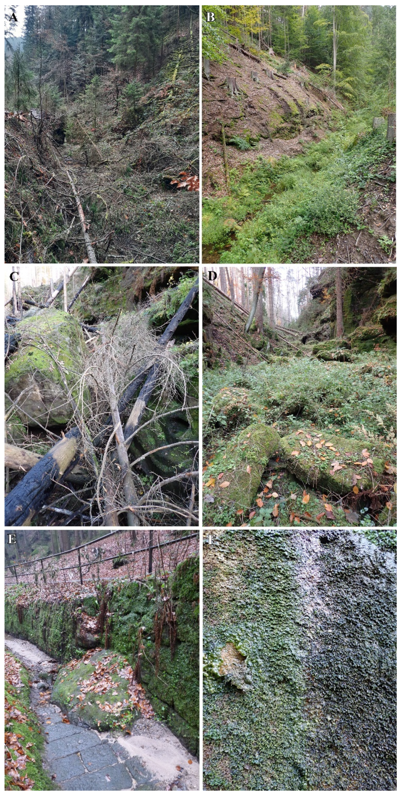 Diversity 16 00258 g012 Diversity 16 00258 g012