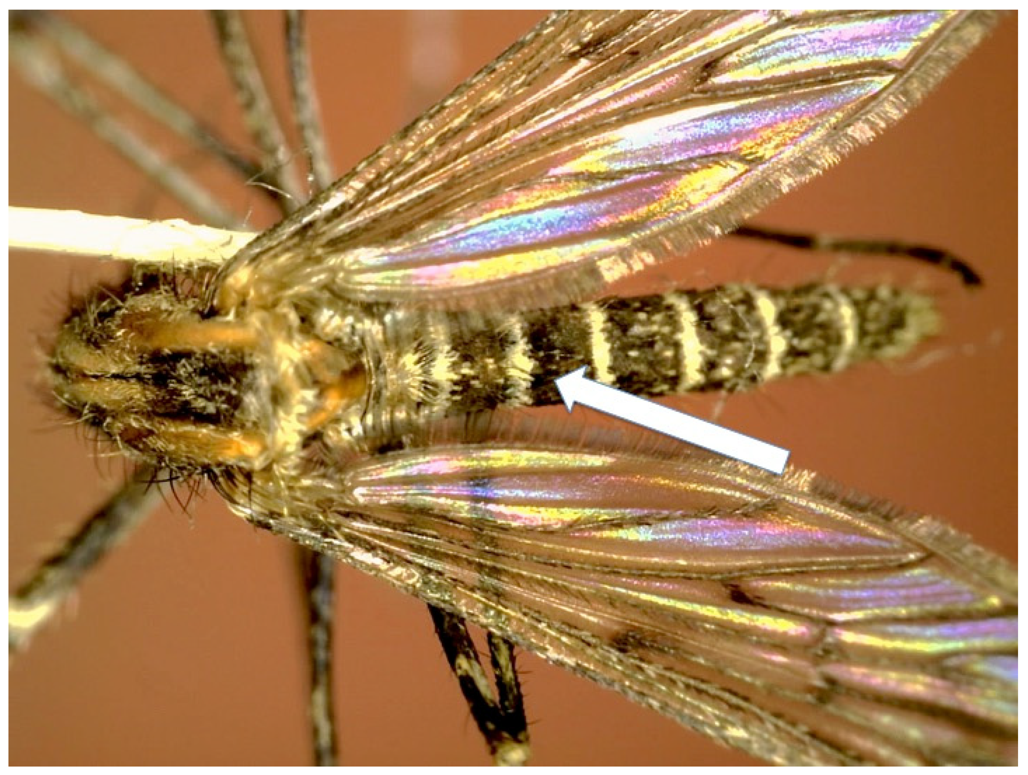 Diversity 16 00261 g008 Diversity 16 00261 g008