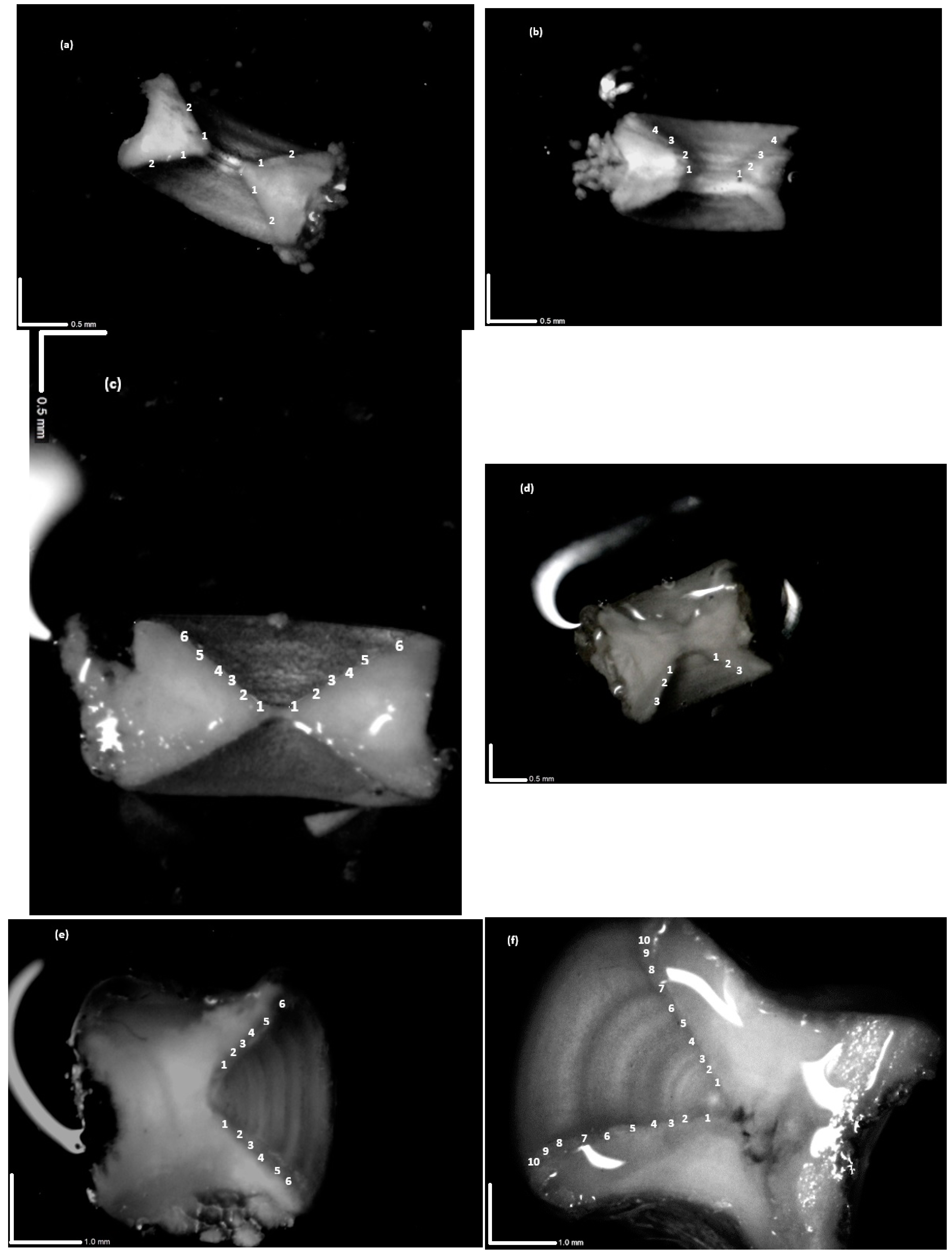 Diversity 16 00271 g003a