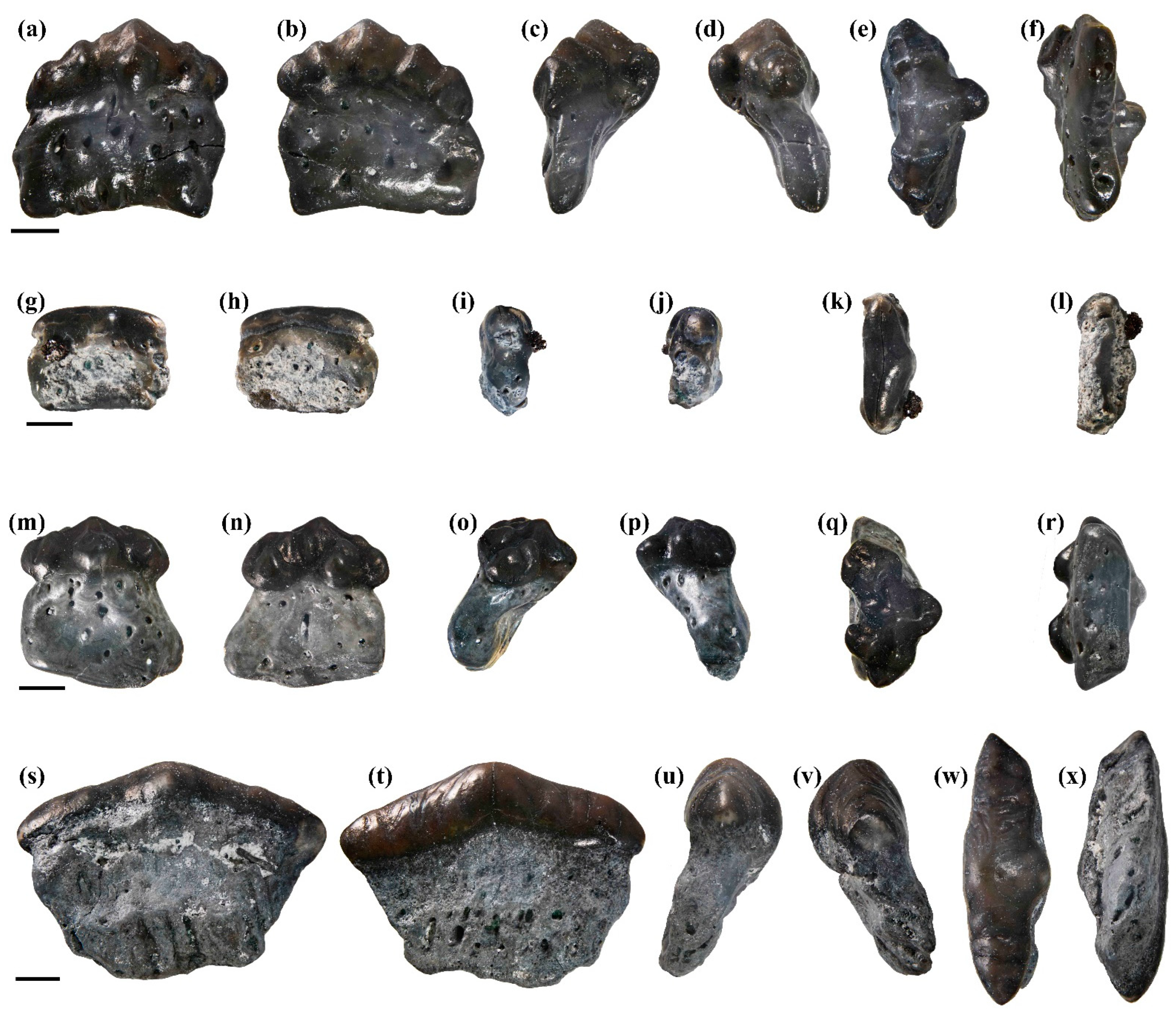 Diversity 16 00276 g004 Diversity 16 00276 g004