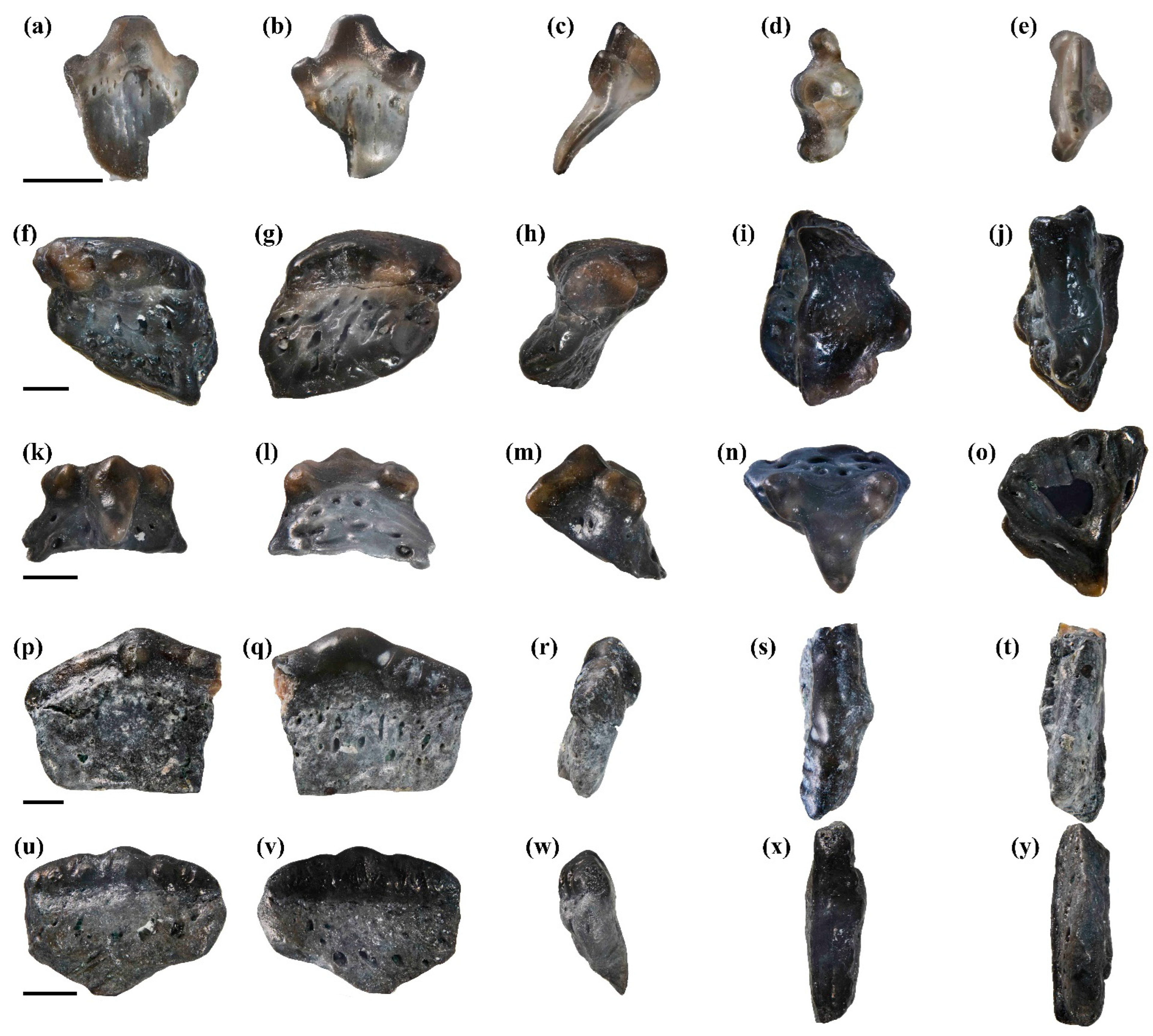 Diversity 16 00276 g005 Diversity 16 00276 g005