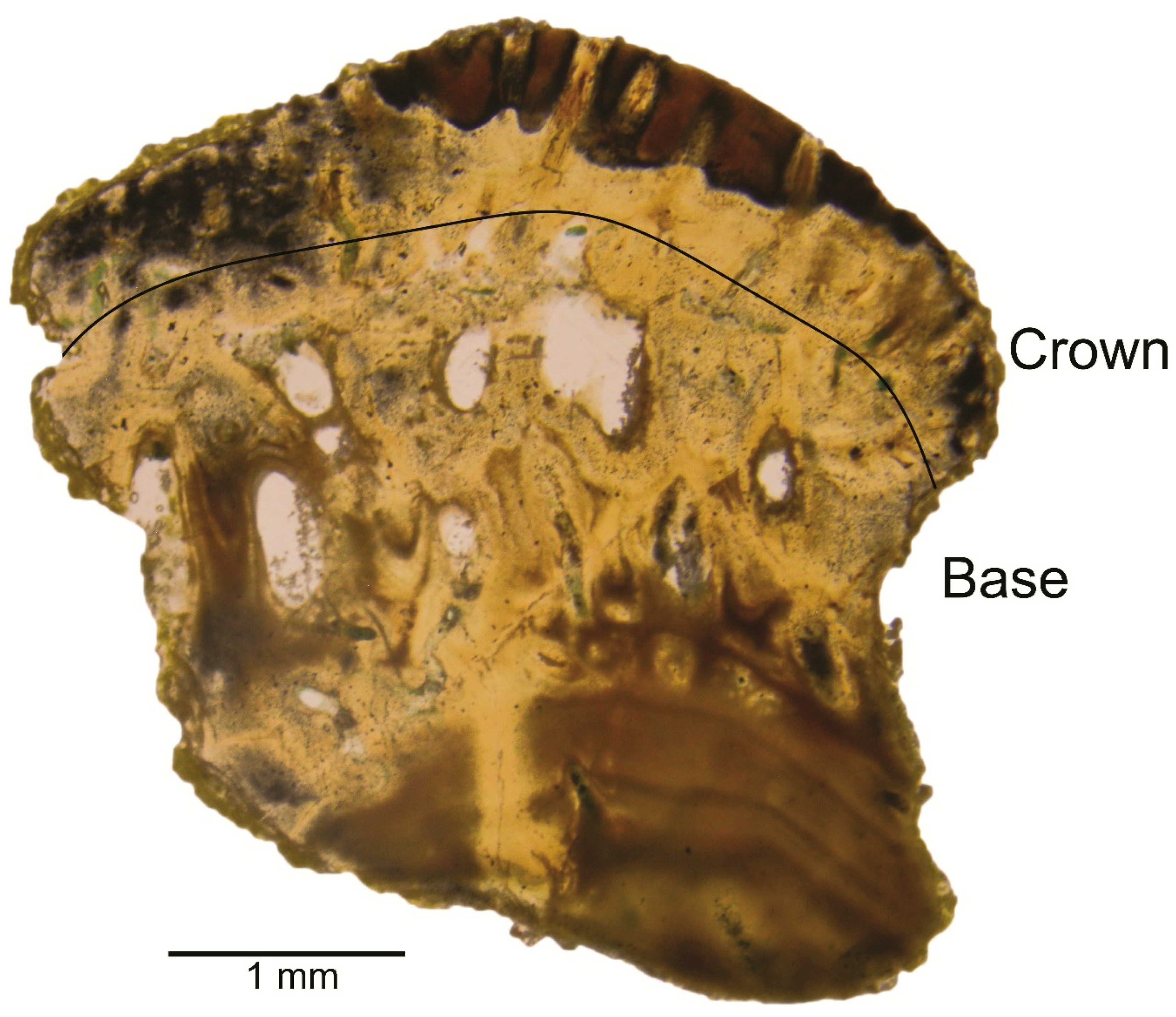 Diversity 16 00276 g006 Diversity 16 00276 g006