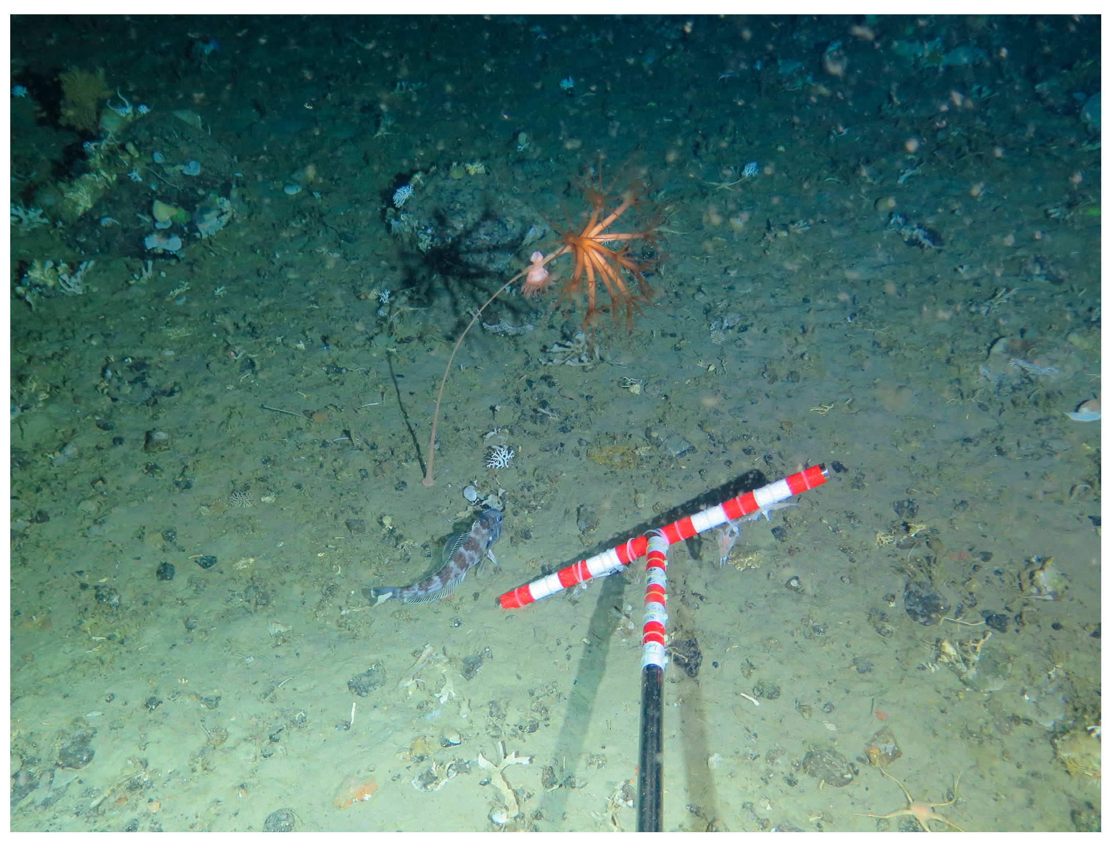 Diversity 16 00277 g003