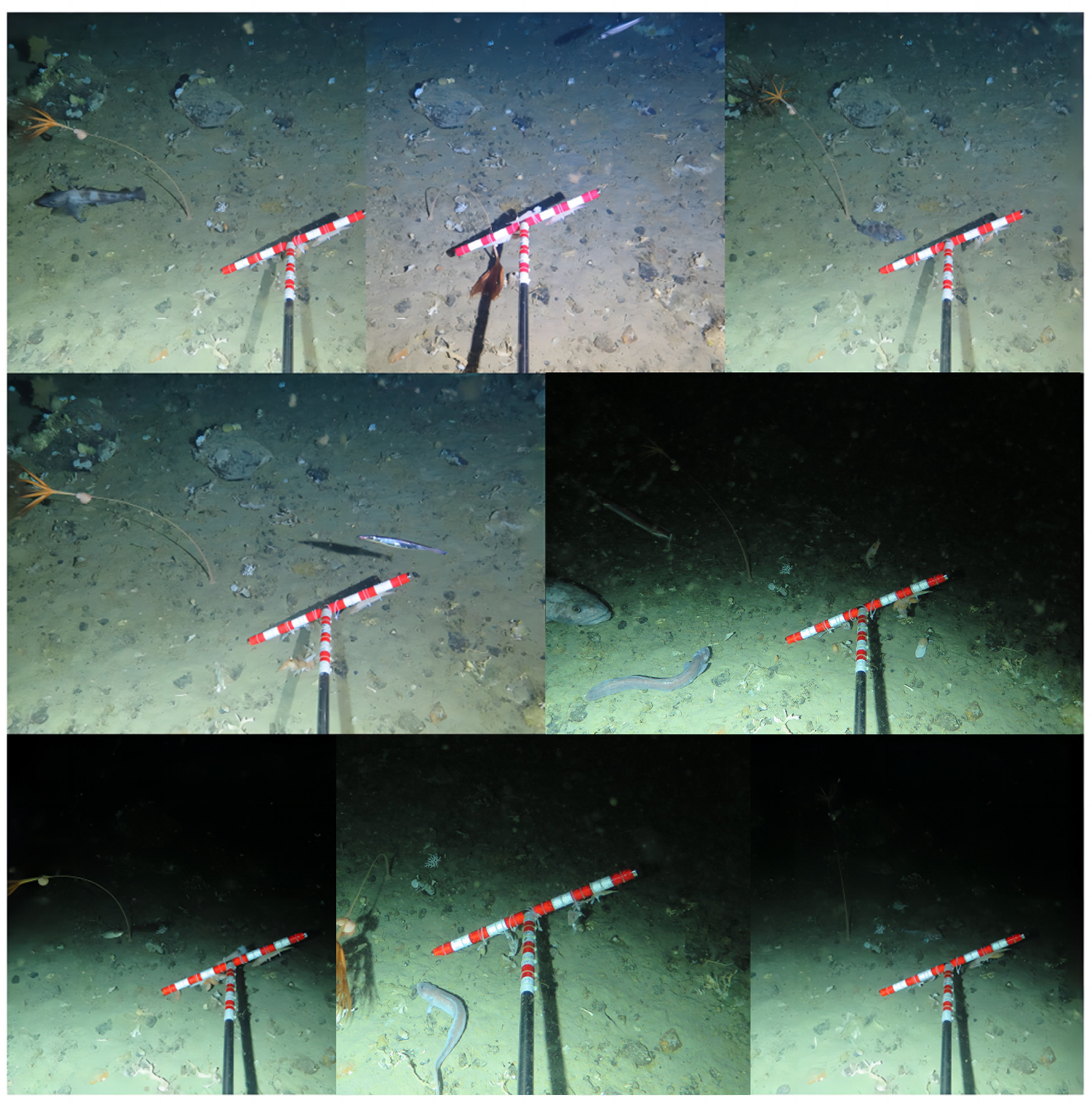 Diversity 16 00277 g005