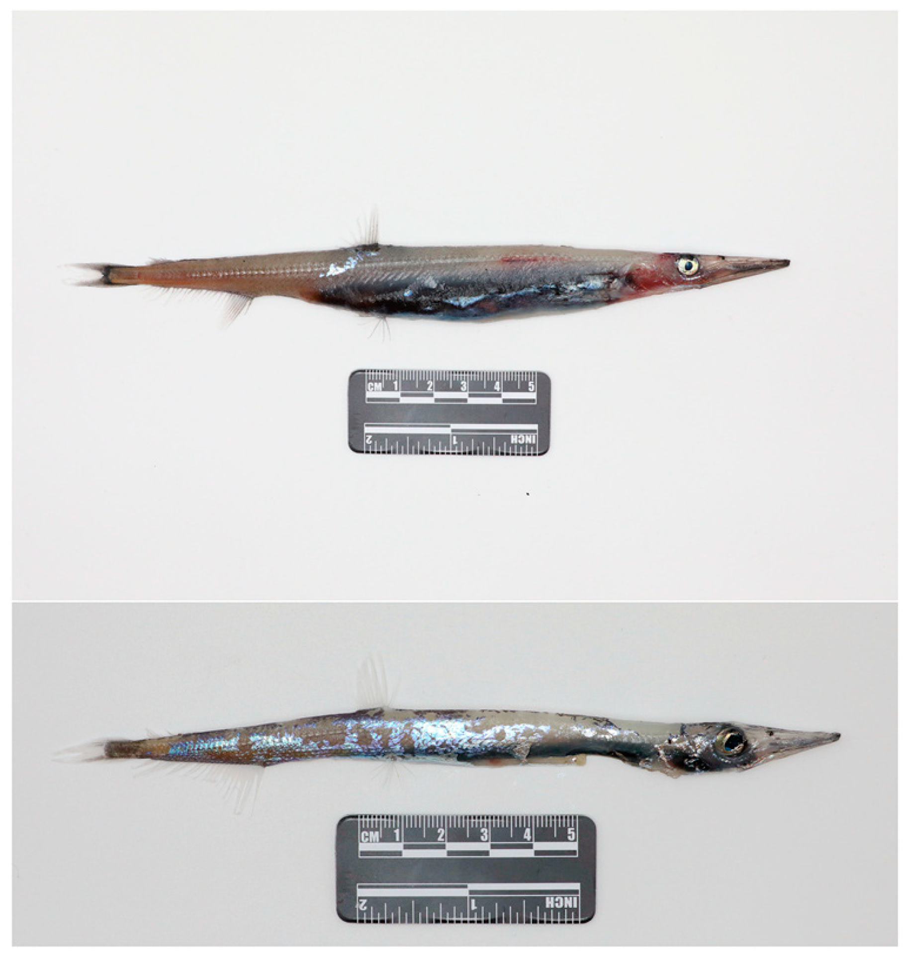 Diversity 16 00277 g006