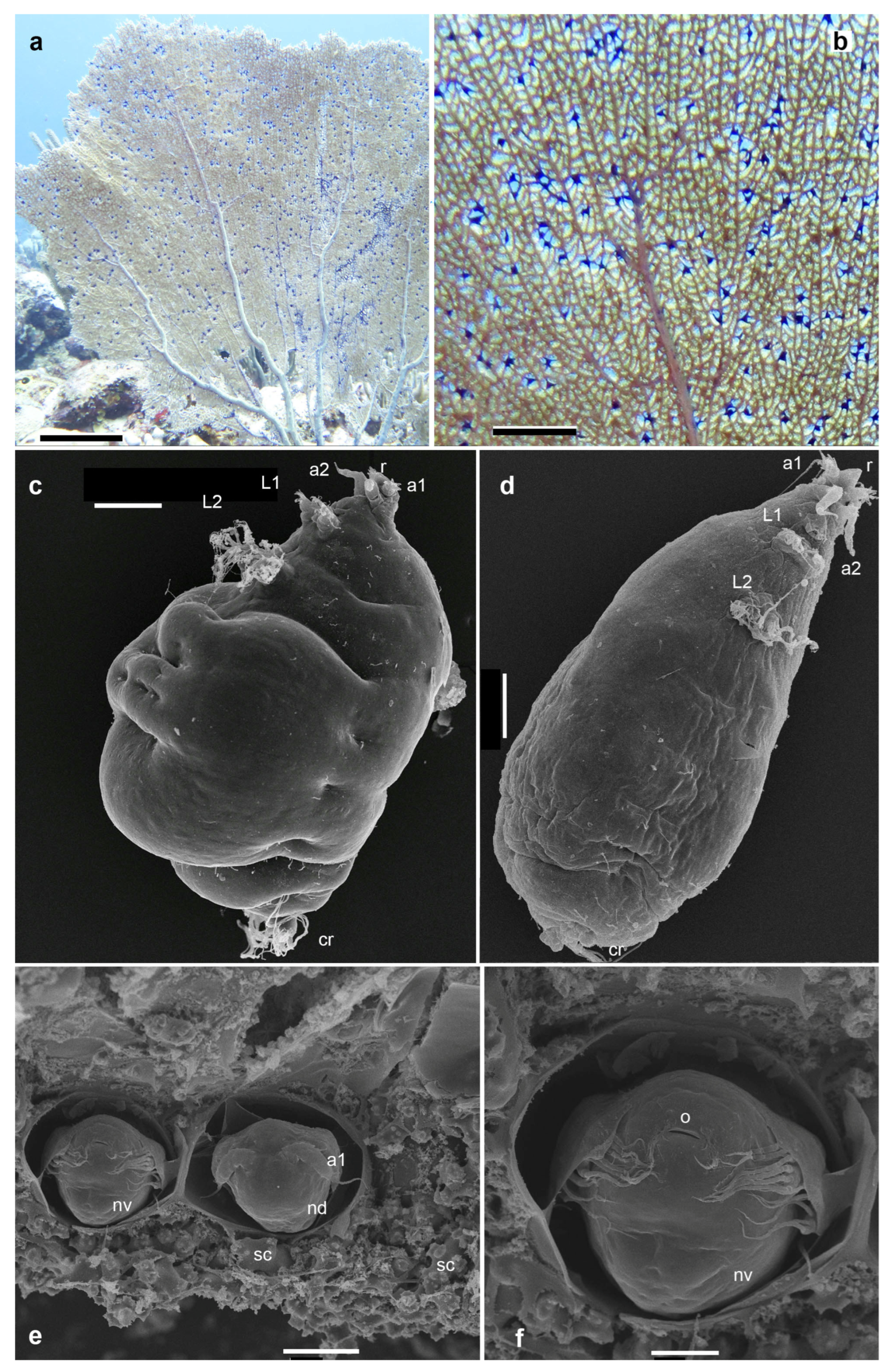 Diversity 16 00280 g002