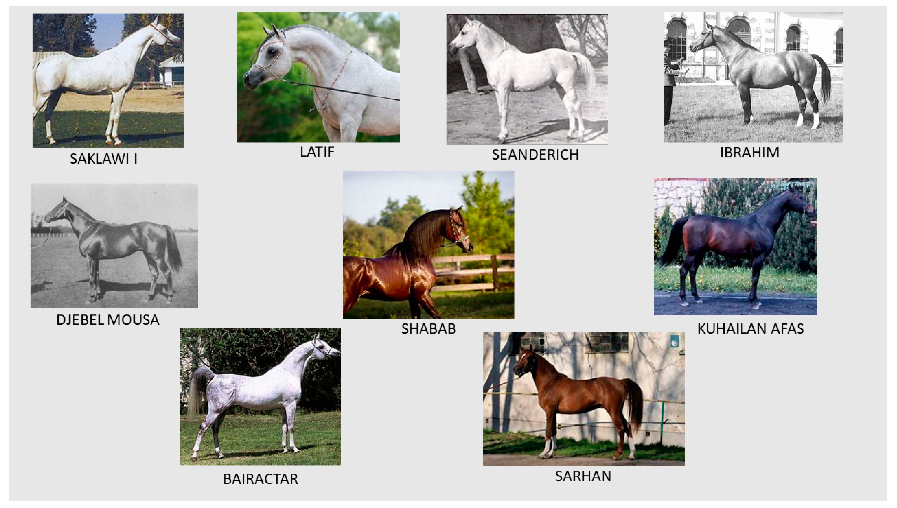 Diversity 16 00281 g001