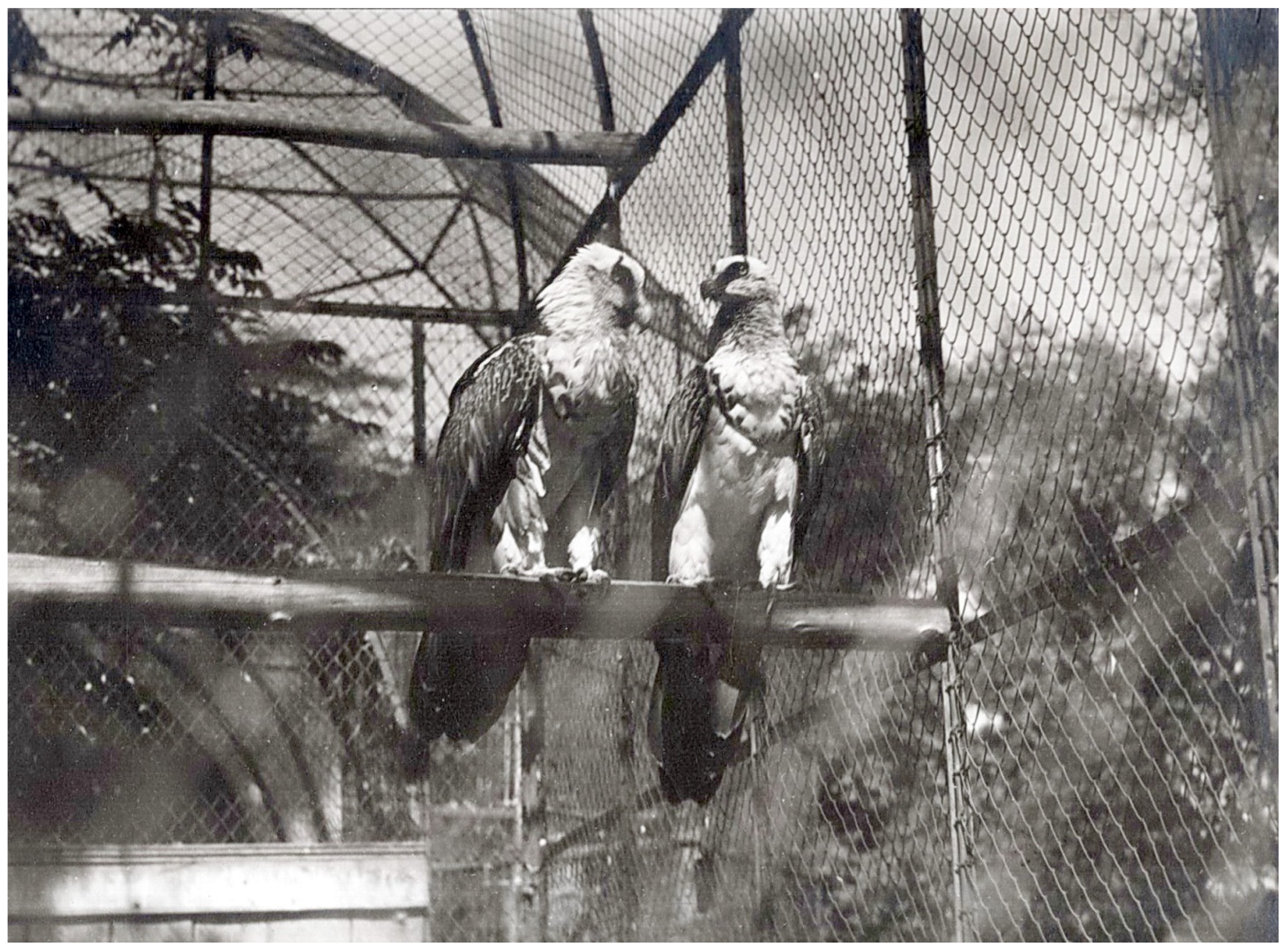 Diversity 16 00284 g002