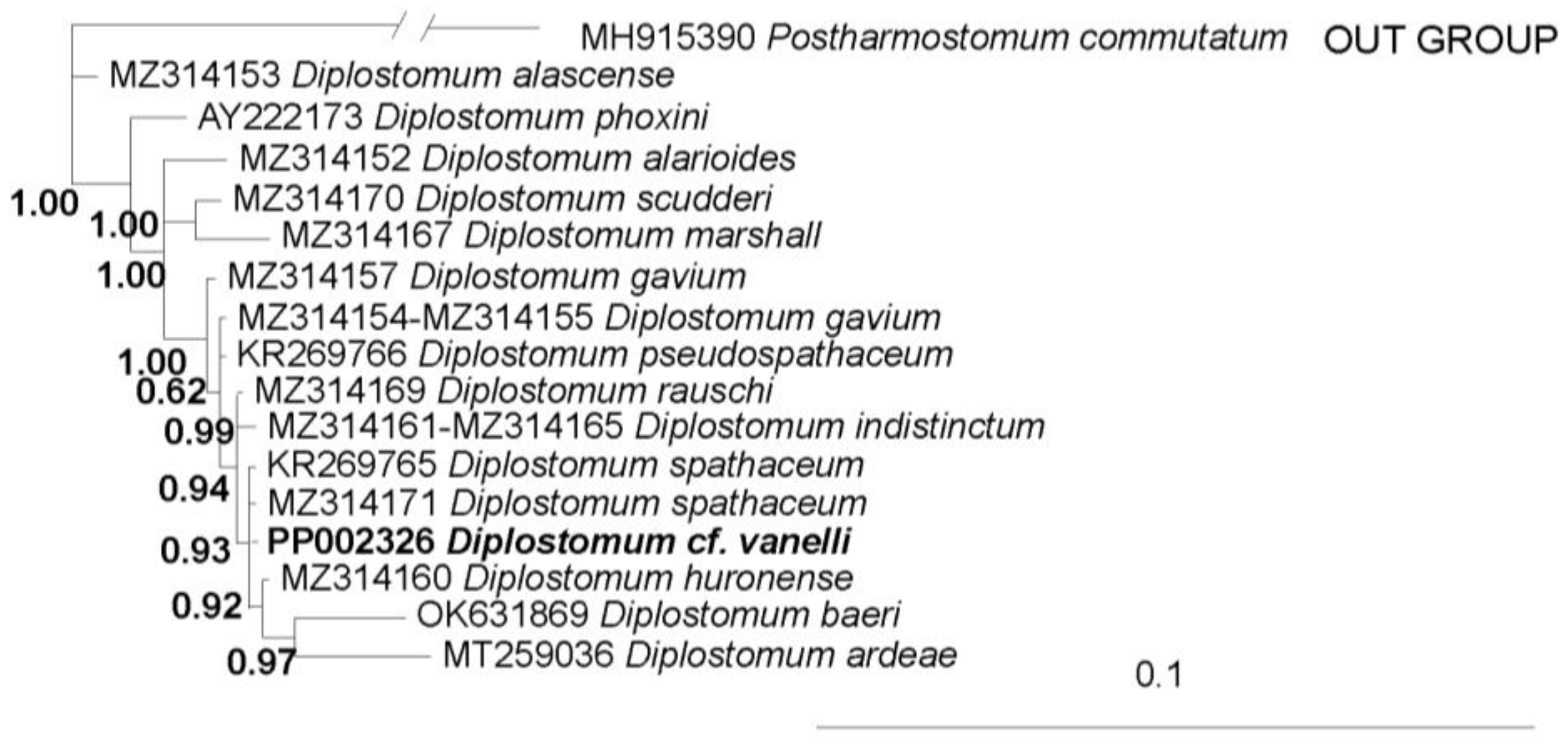 Diversity 16 00286 g002