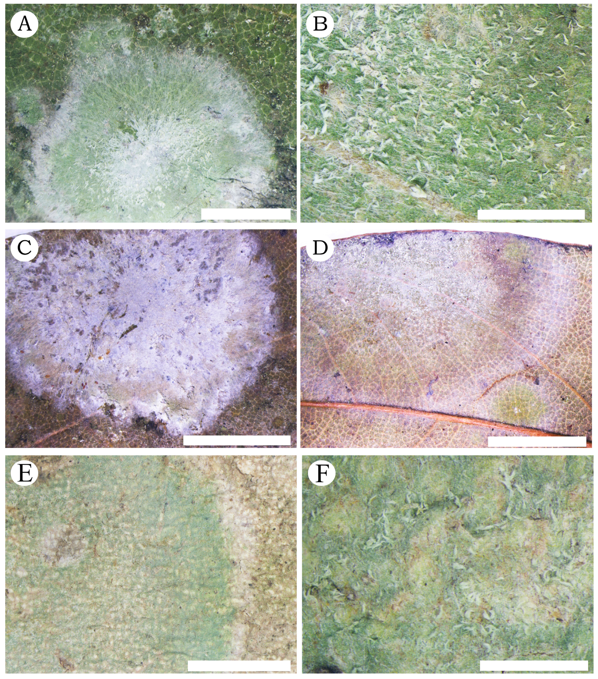 Diversity 16 00287 g002 Diversity 16 00287 g002