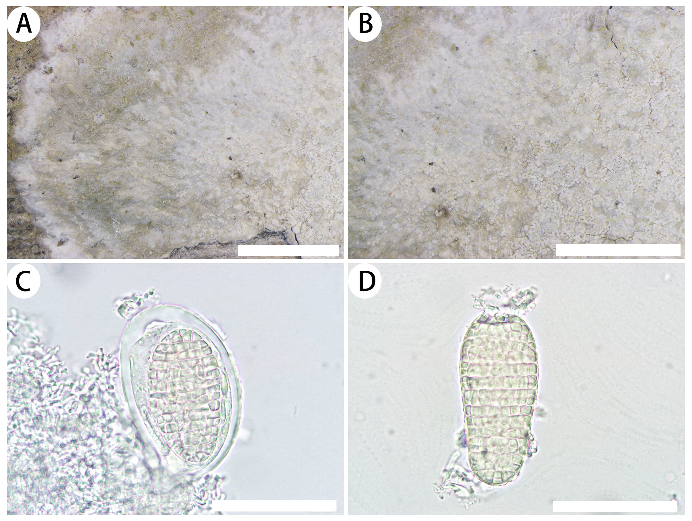 Diversity 16 00287 g003 Diversity 16 00287 g003