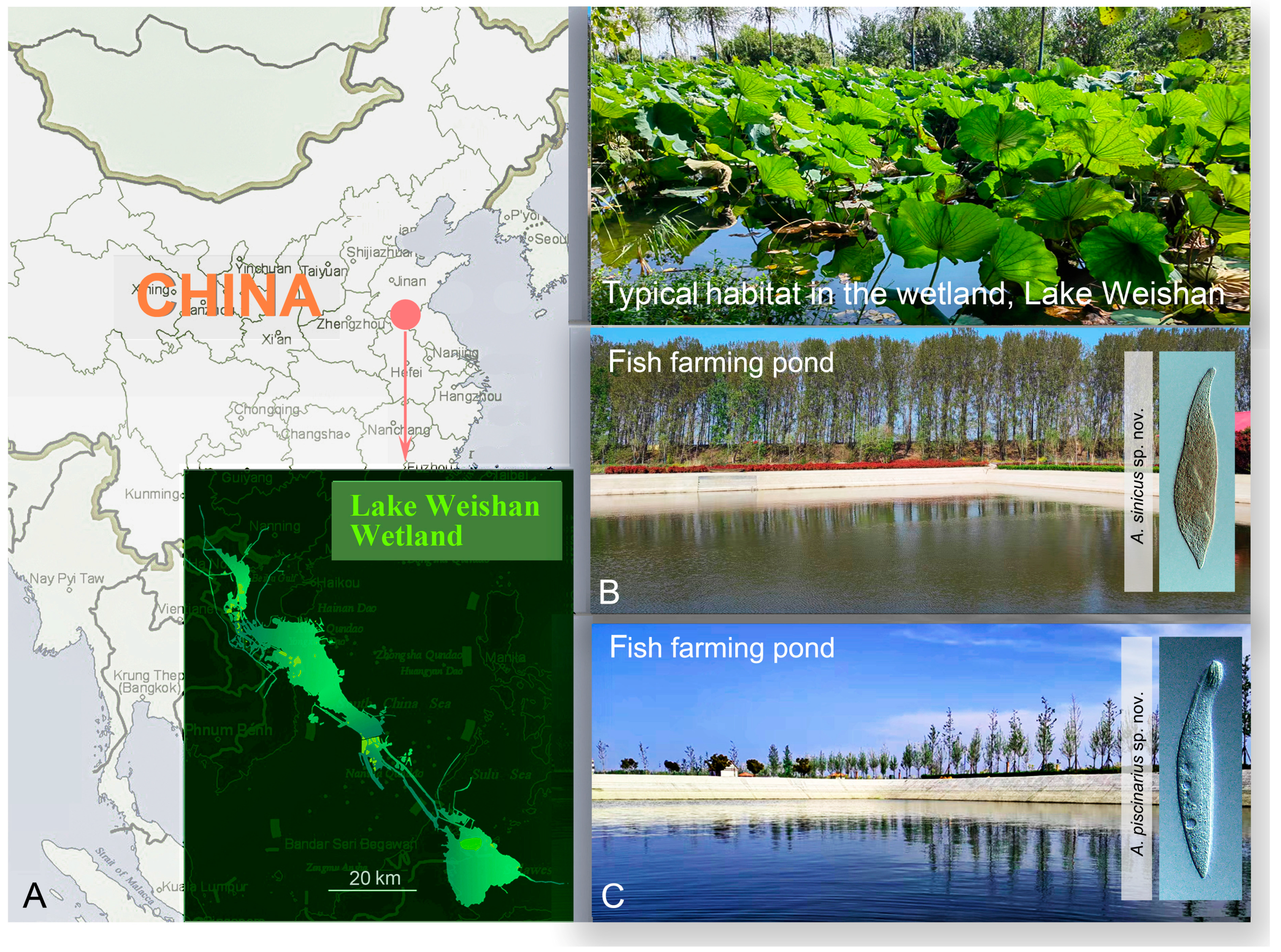 Diversity 16 00294 g001