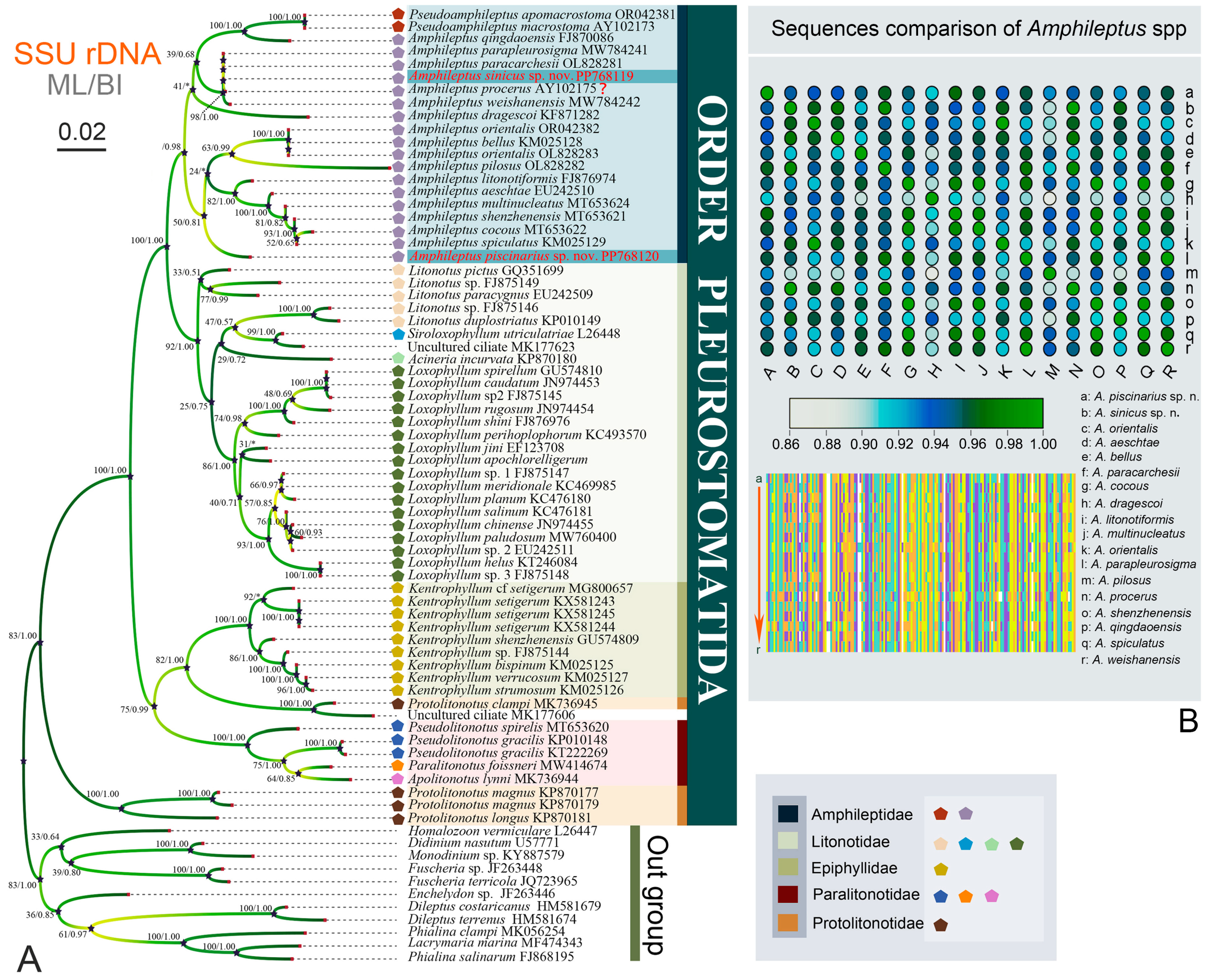 Diversity 16 00294 g002
