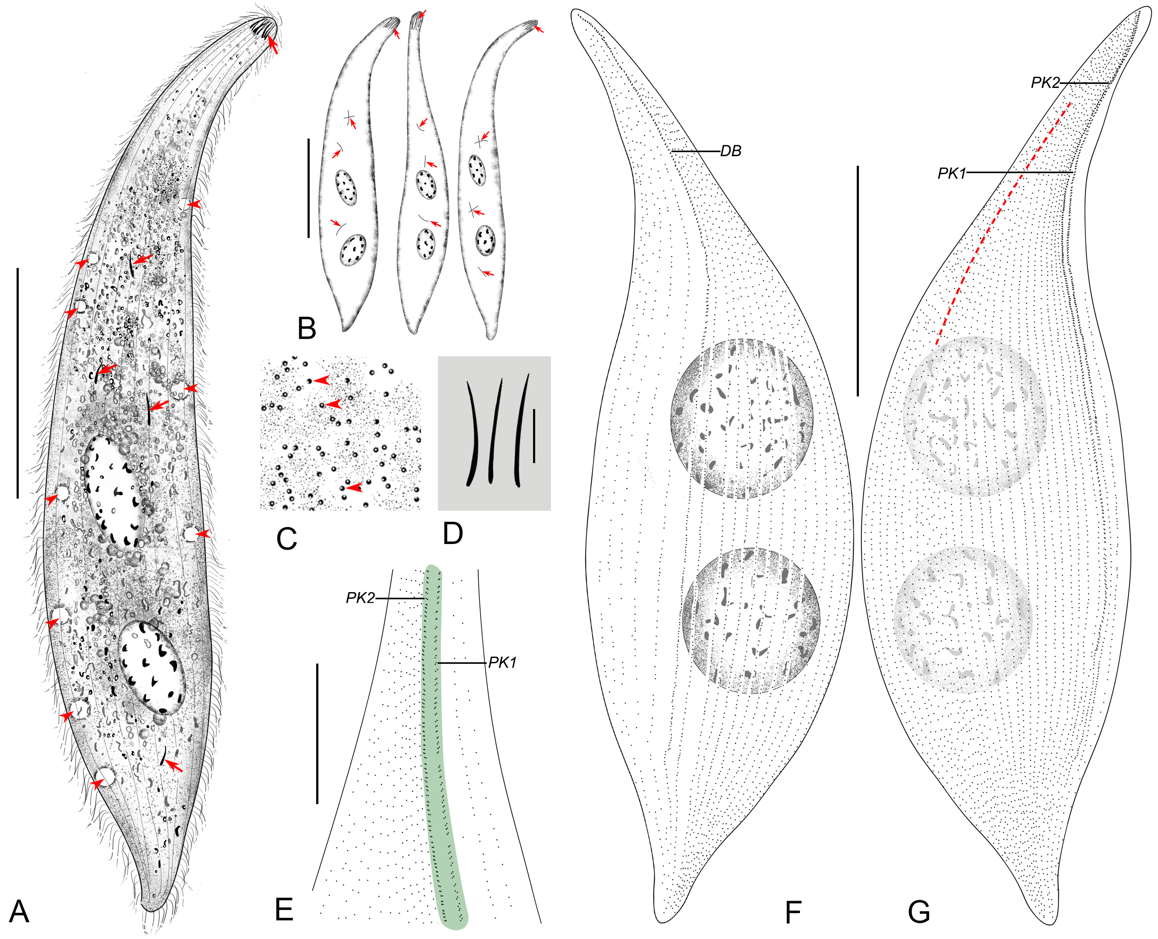 Diversity 16 00294 g003