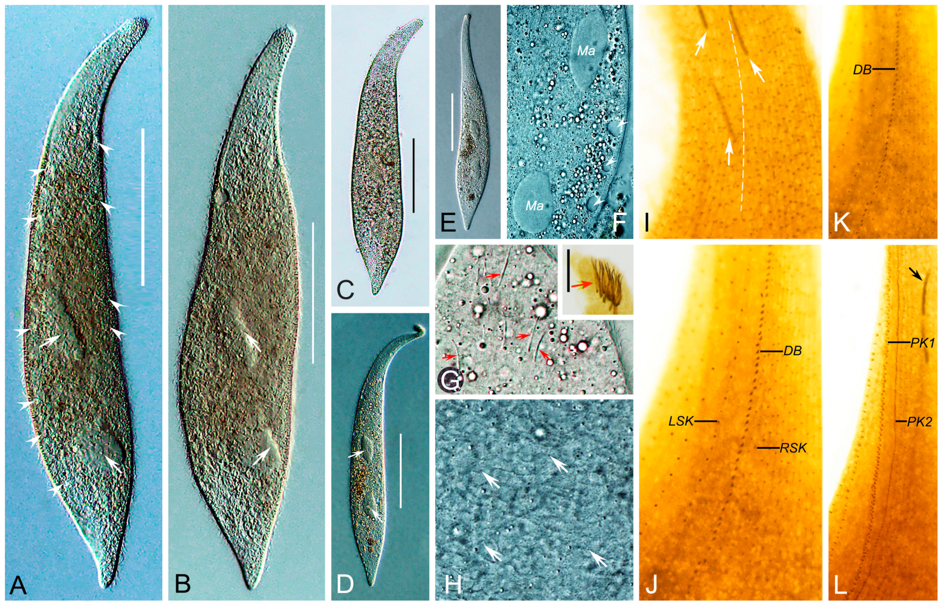 Diversity 16 00294 g004