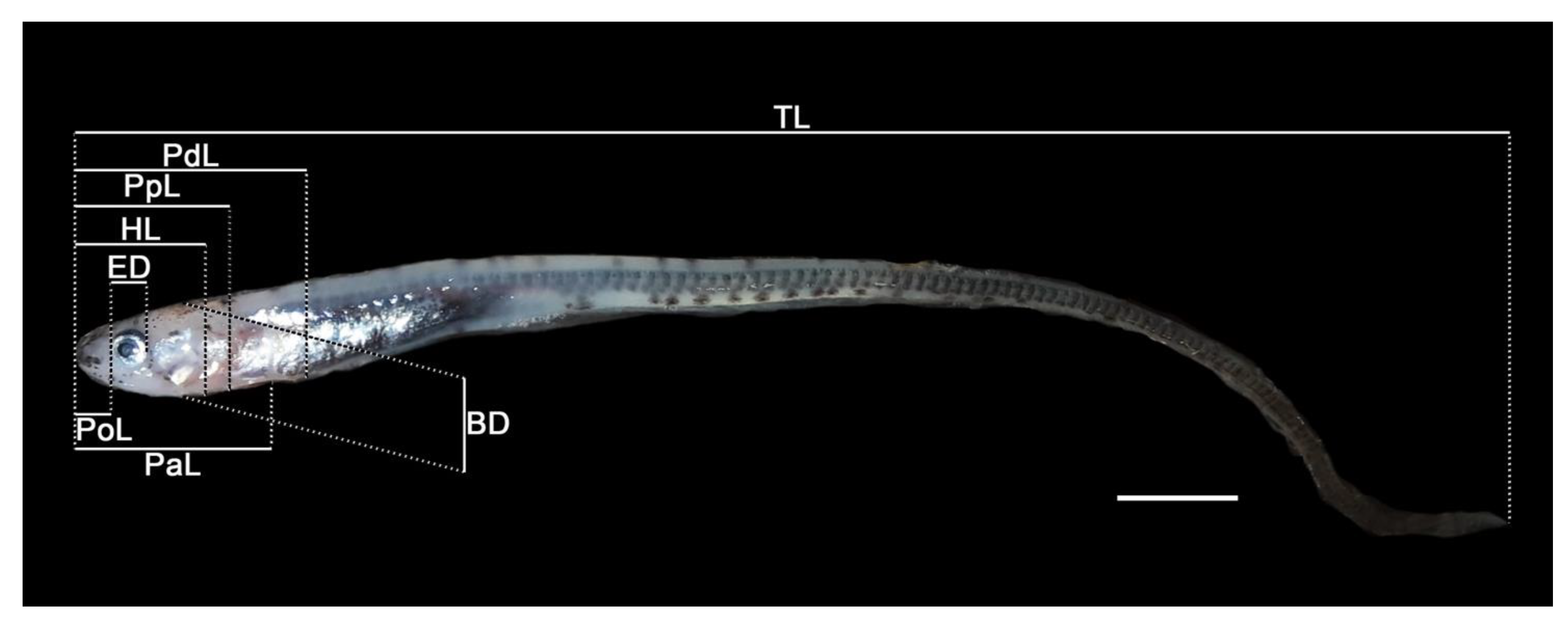 Diversity 16 00296 g002