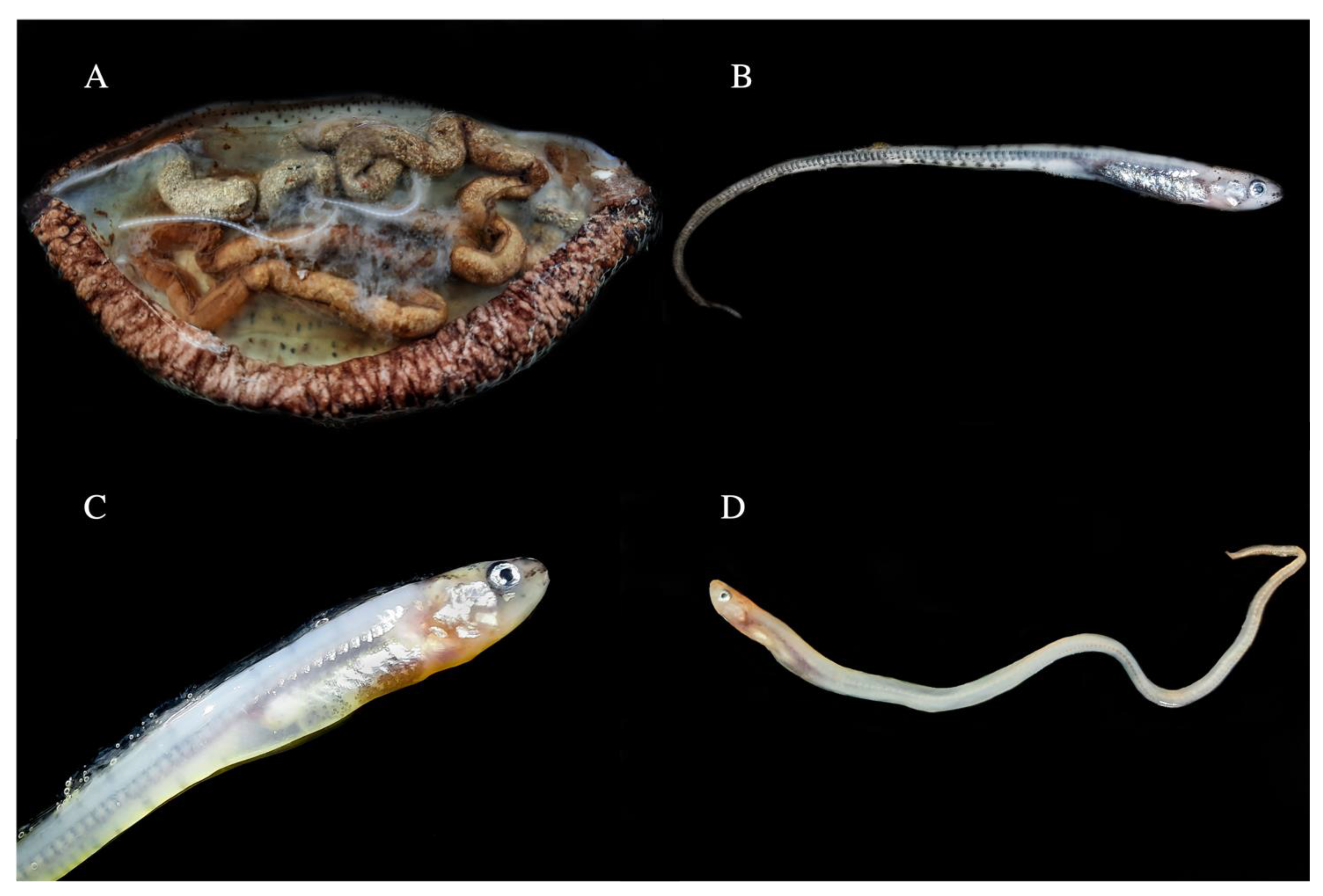 Diversity 16 00296 g004