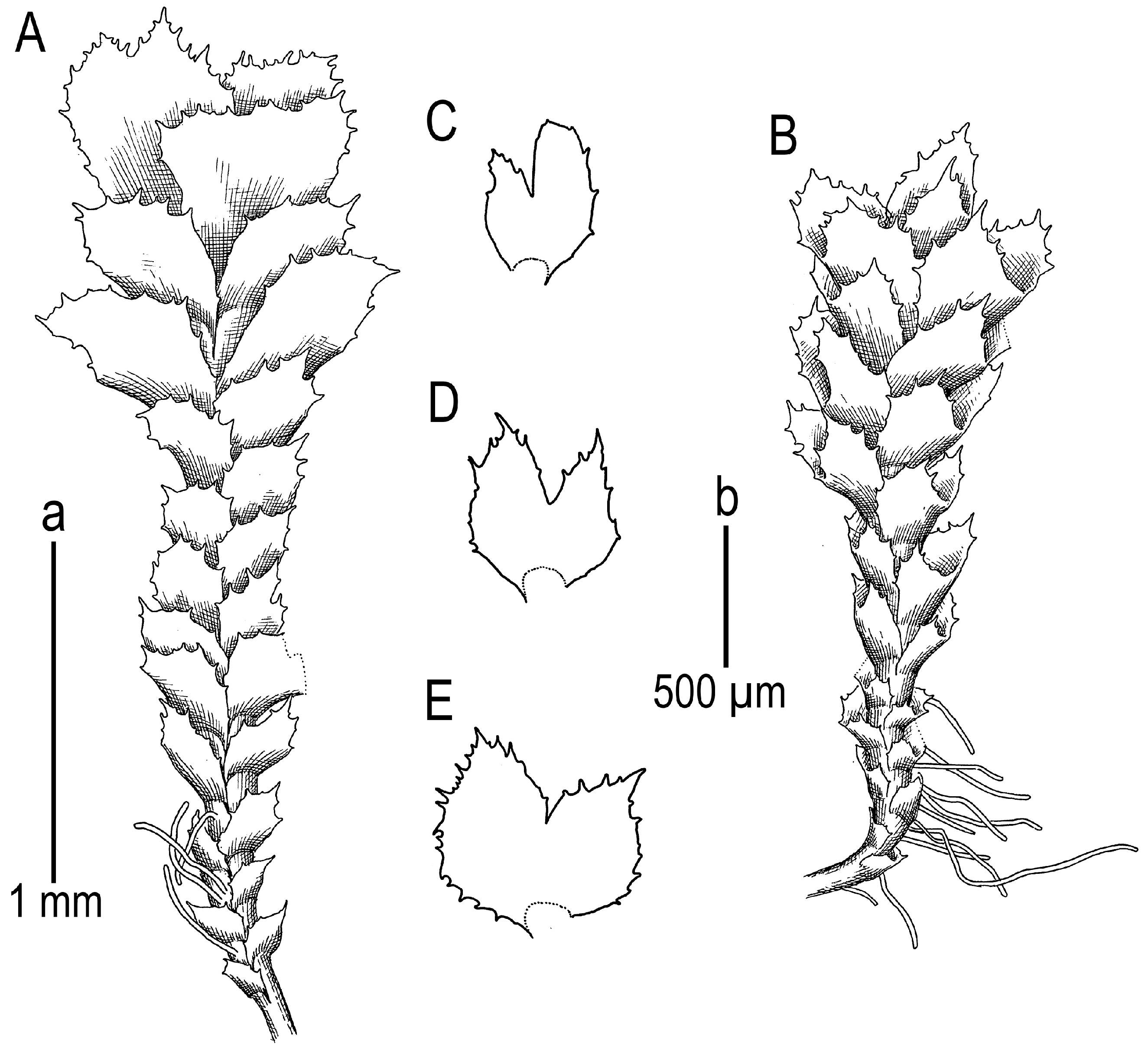 Diversity 16 00297 g004 Diversity 16 00297 g004
