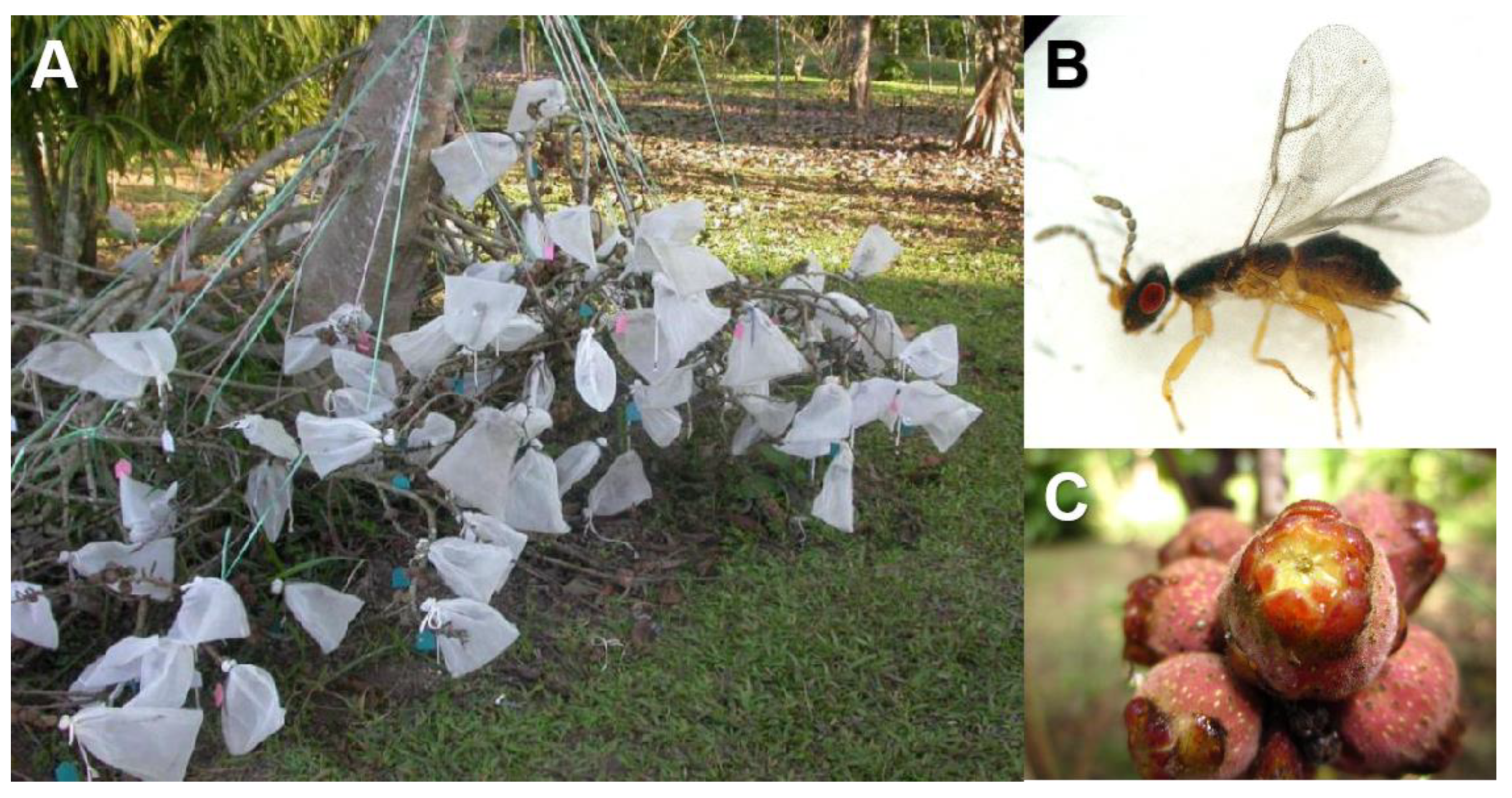 Diversity 16 00298 g002