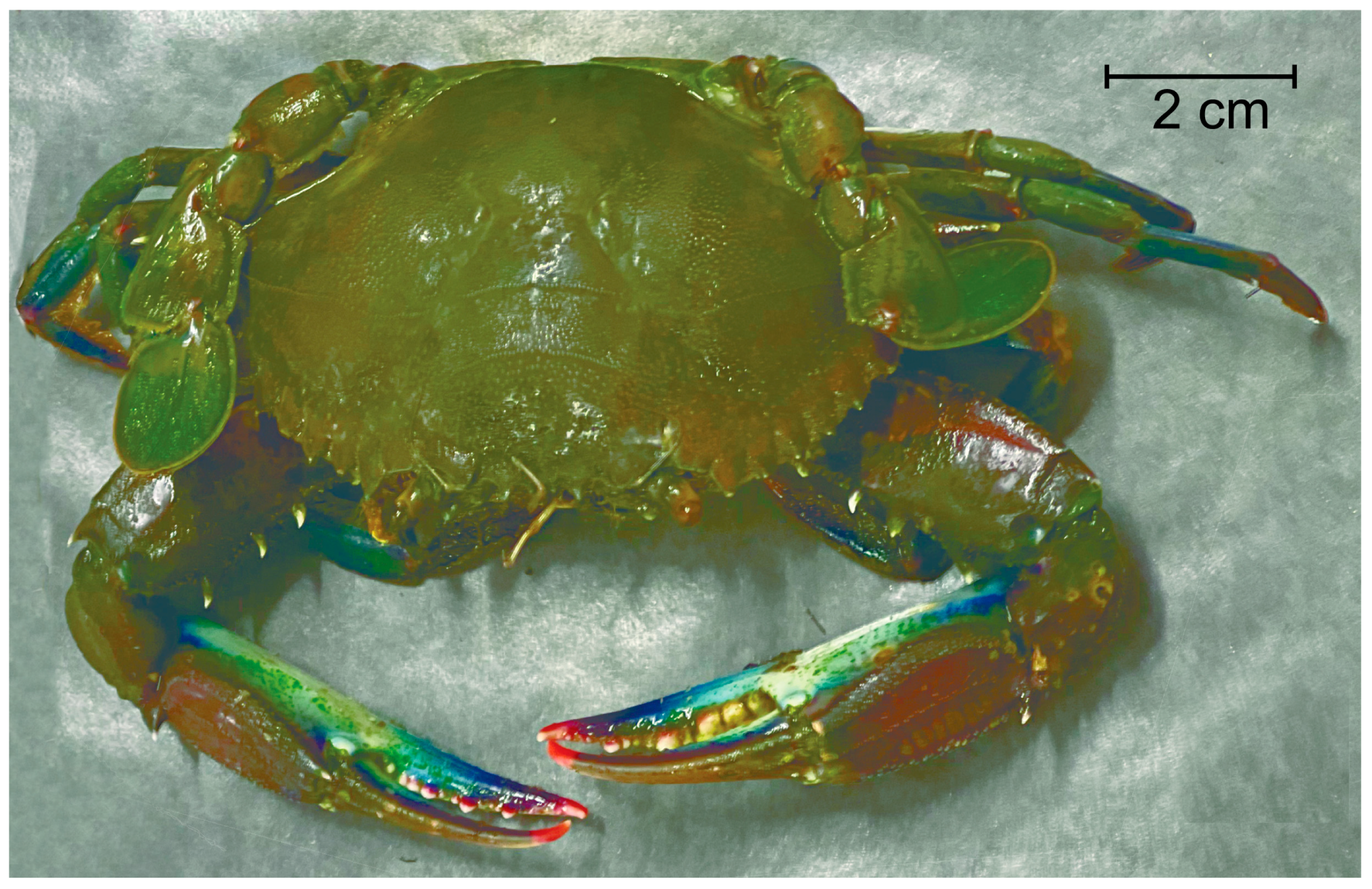 Diversity 16 00302 g002