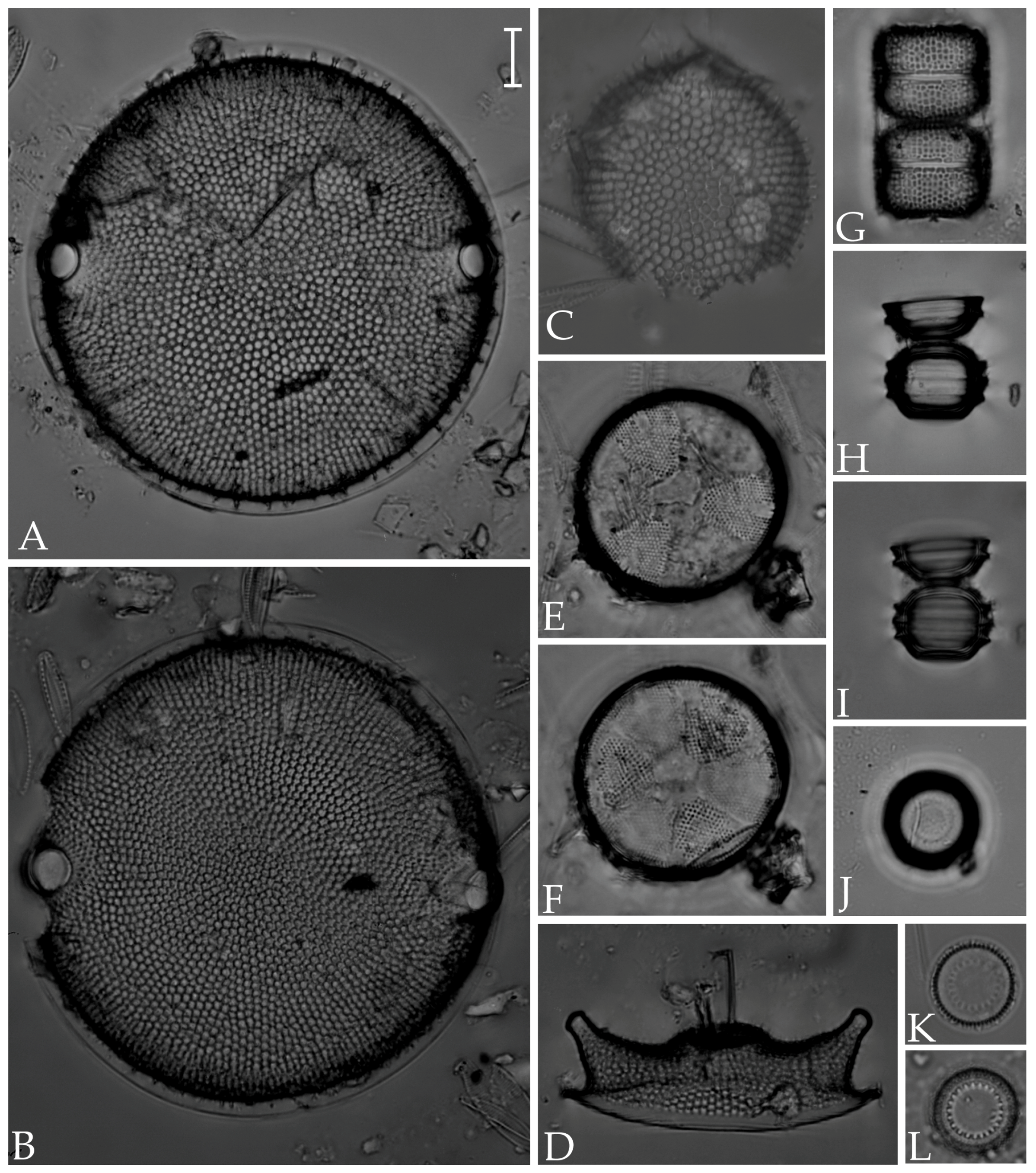 Diversity 16 00302 g003