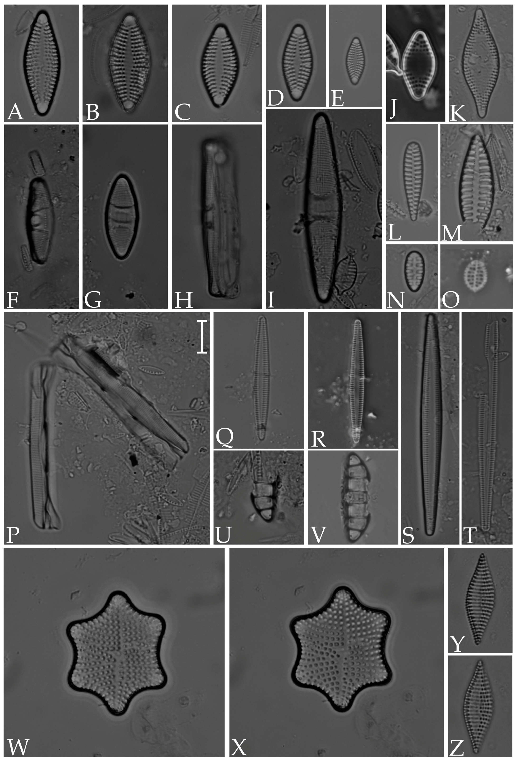Diversity 16 00302 g004