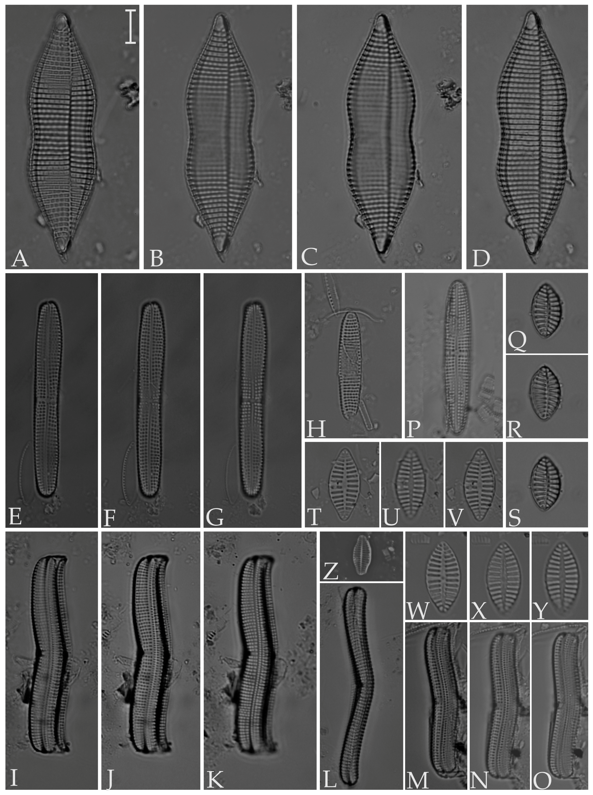 Diversity 16 00302 g005