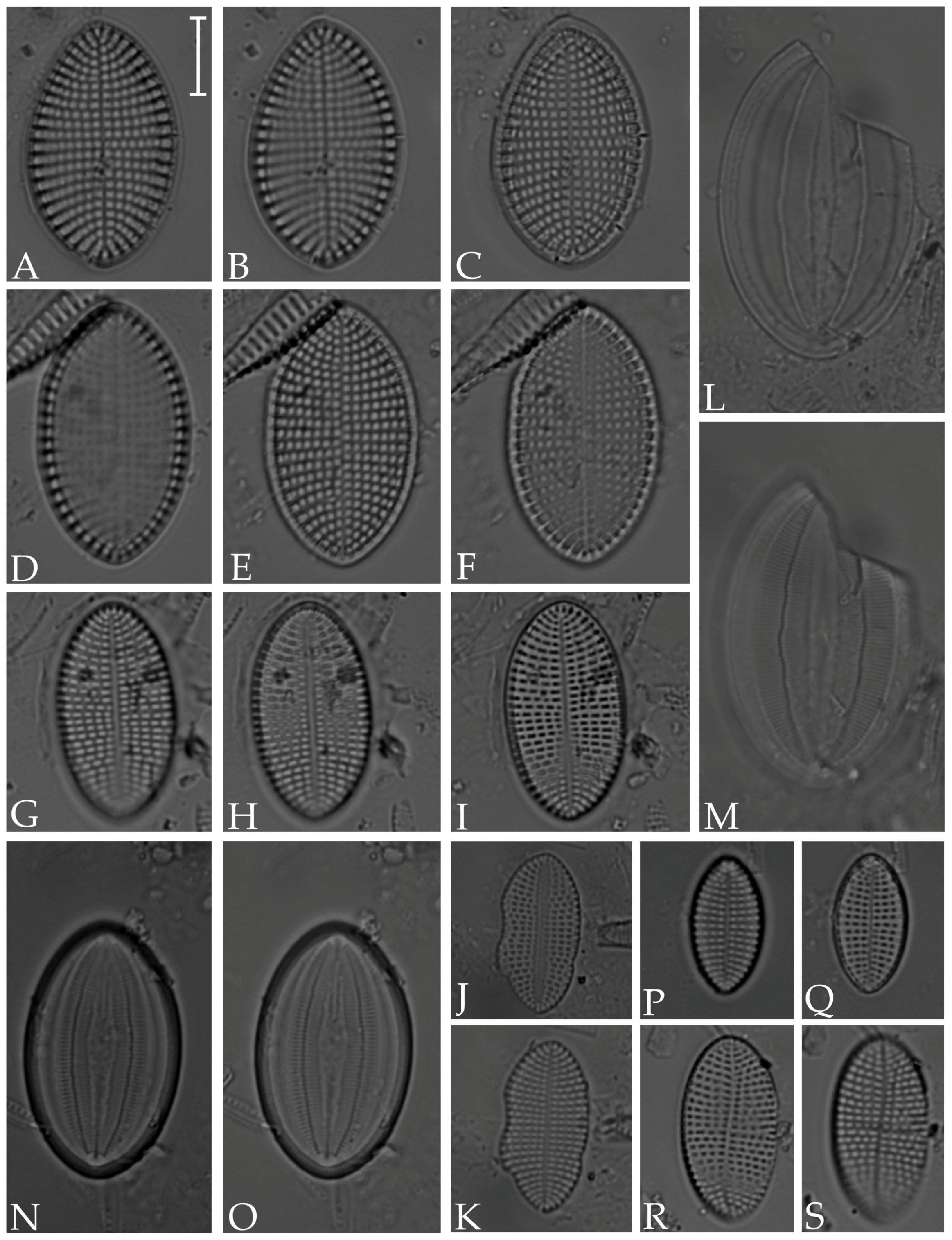 Diversity 16 00302 g006