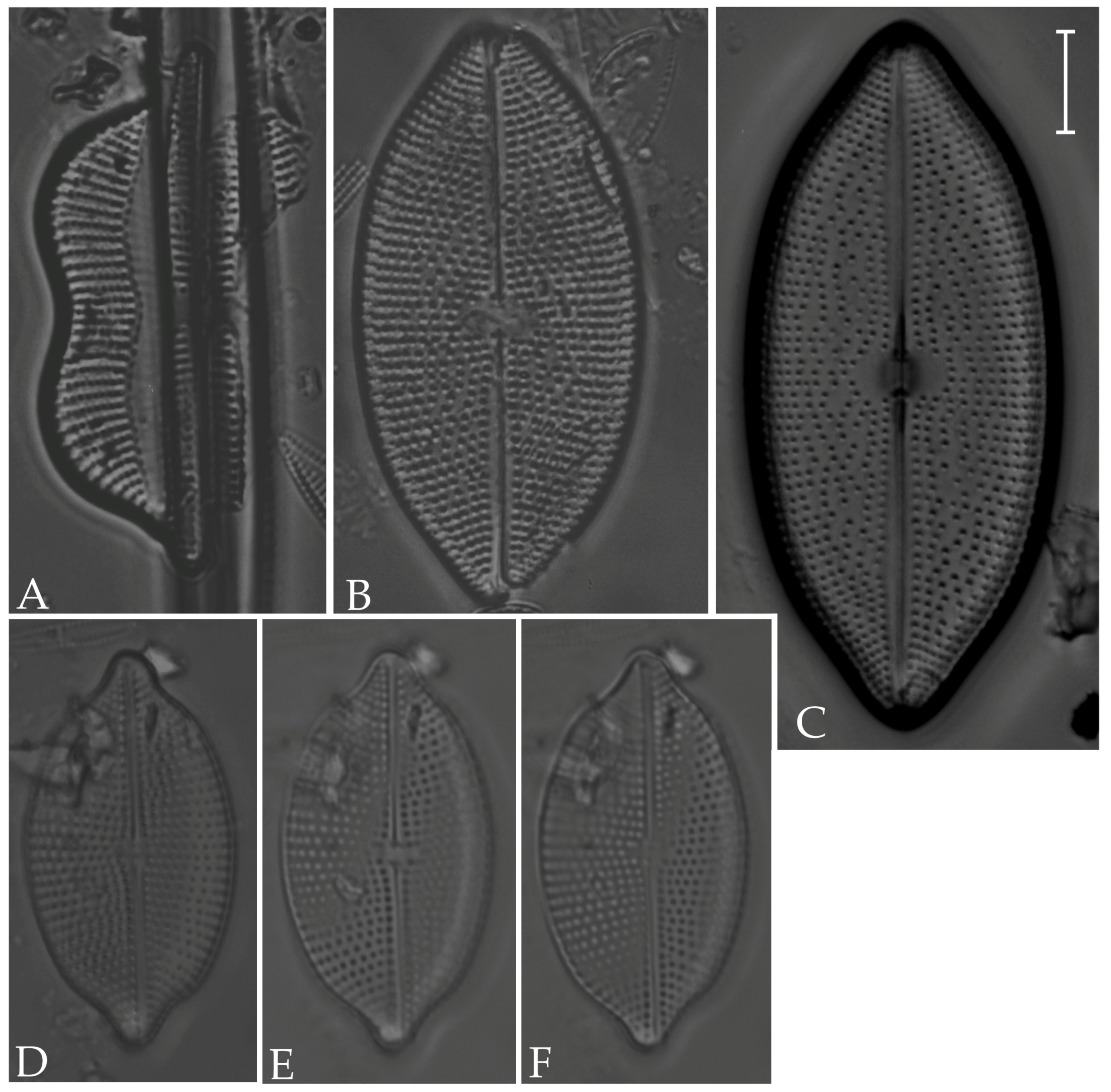 Diversity 16 00302 g009