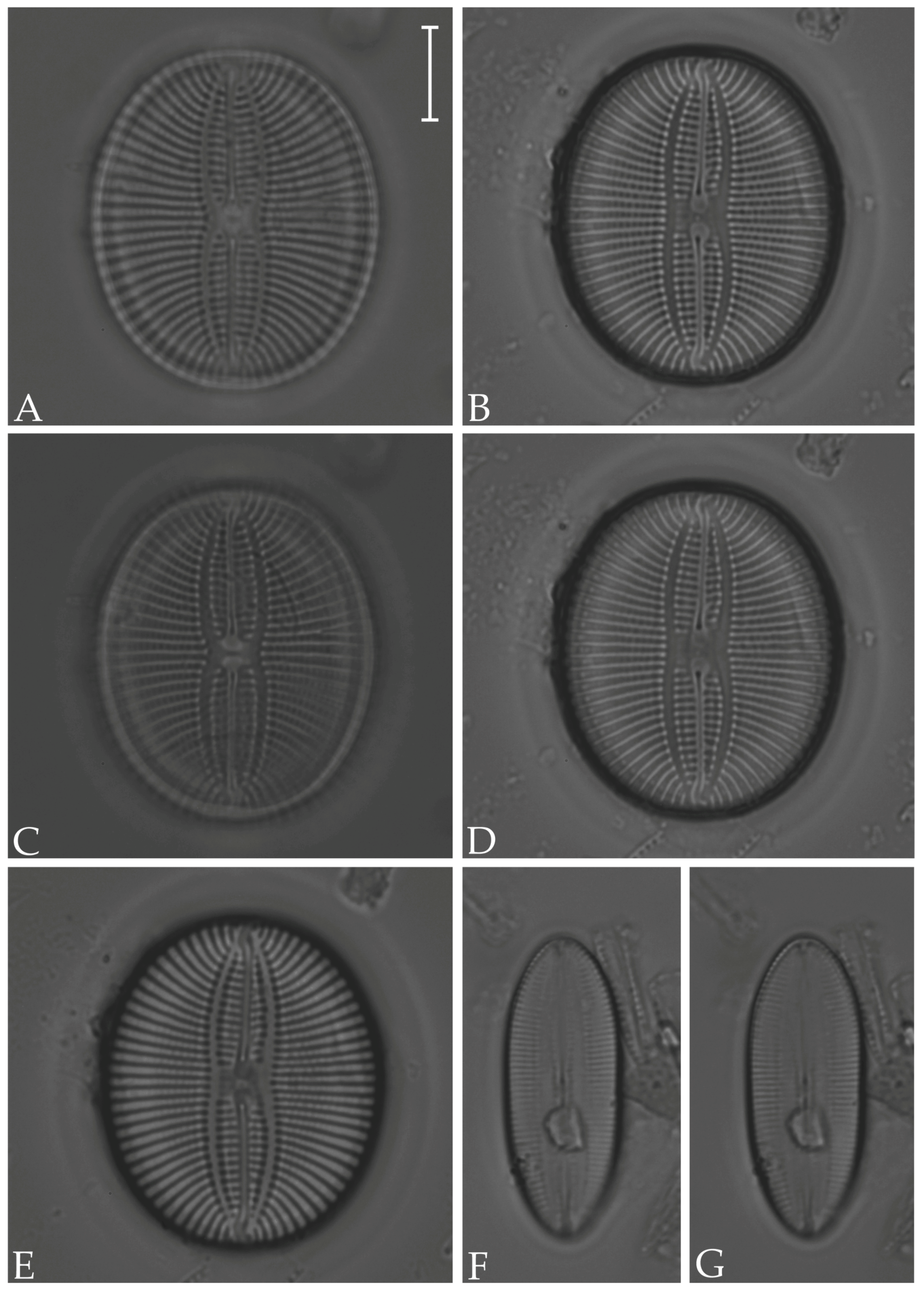 Diversity 16 00302 g010