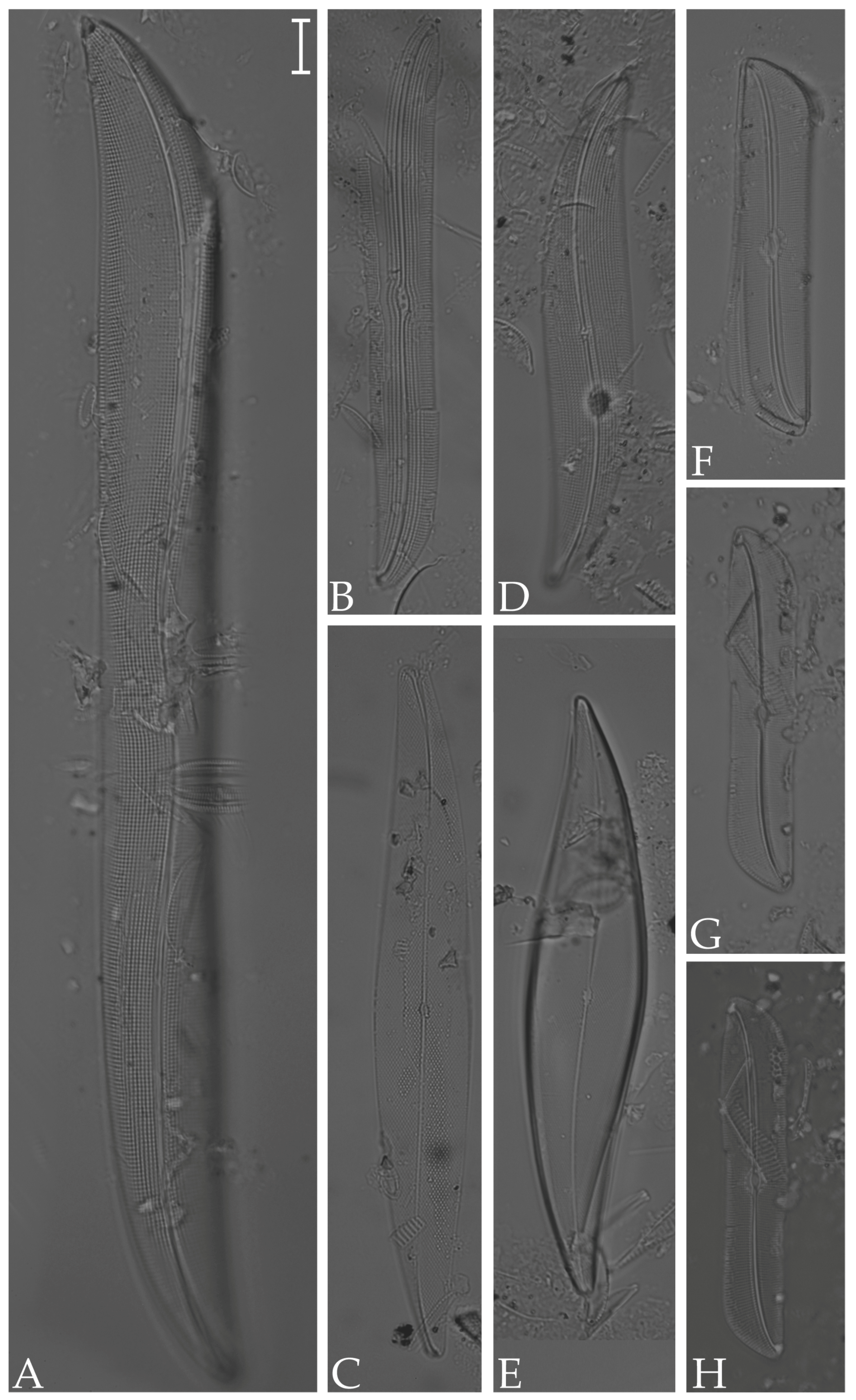 Diversity 16 00302 g011