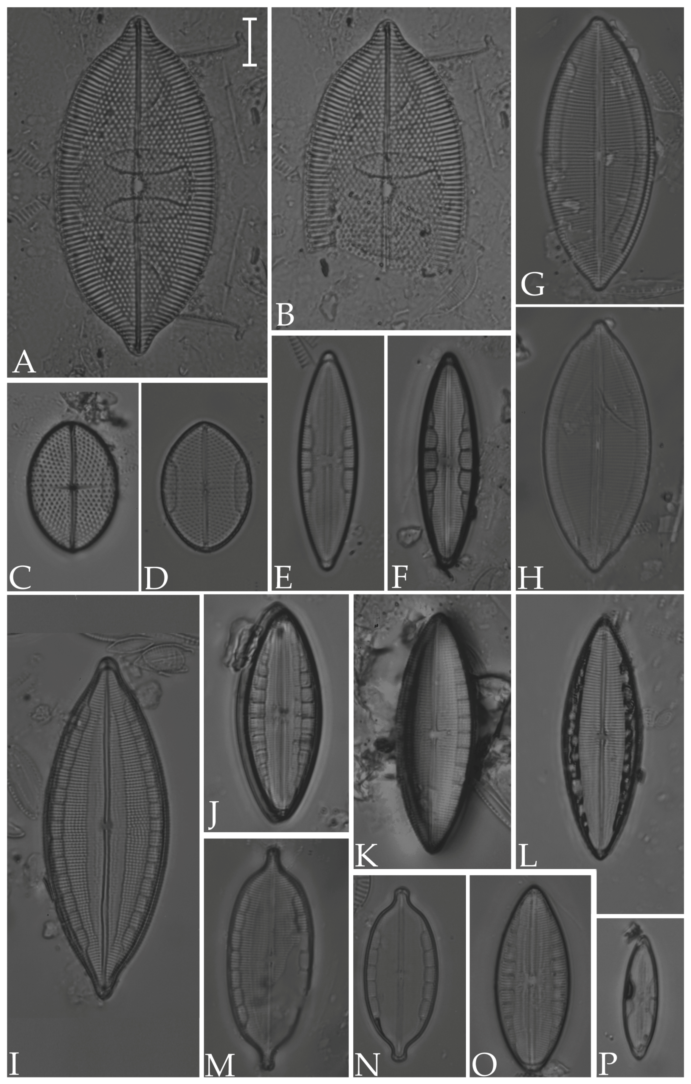 Diversity 16 00302 g012
