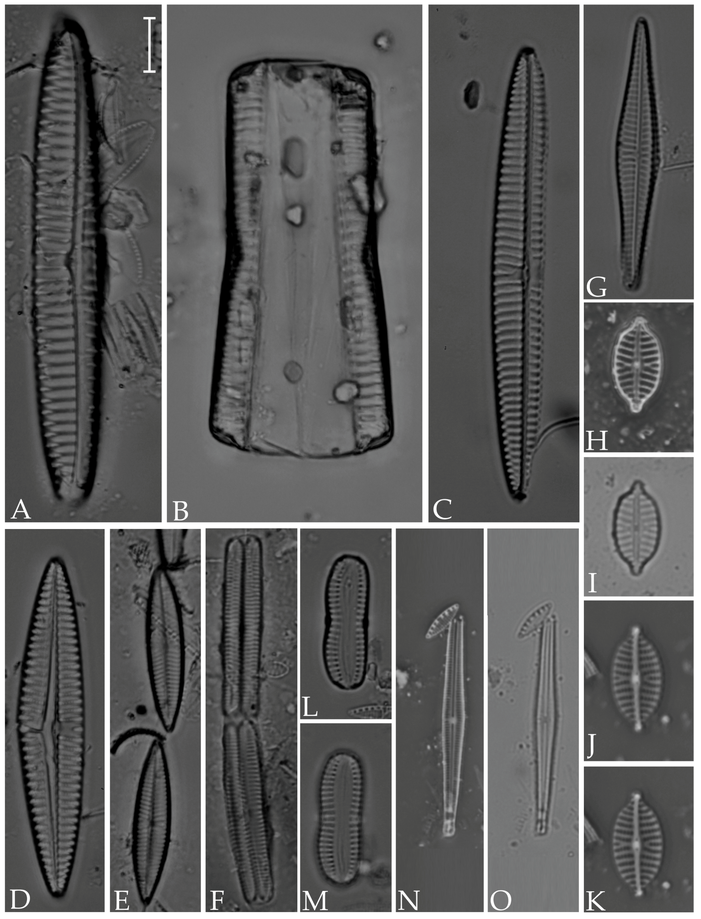 Diversity 16 00302 g013