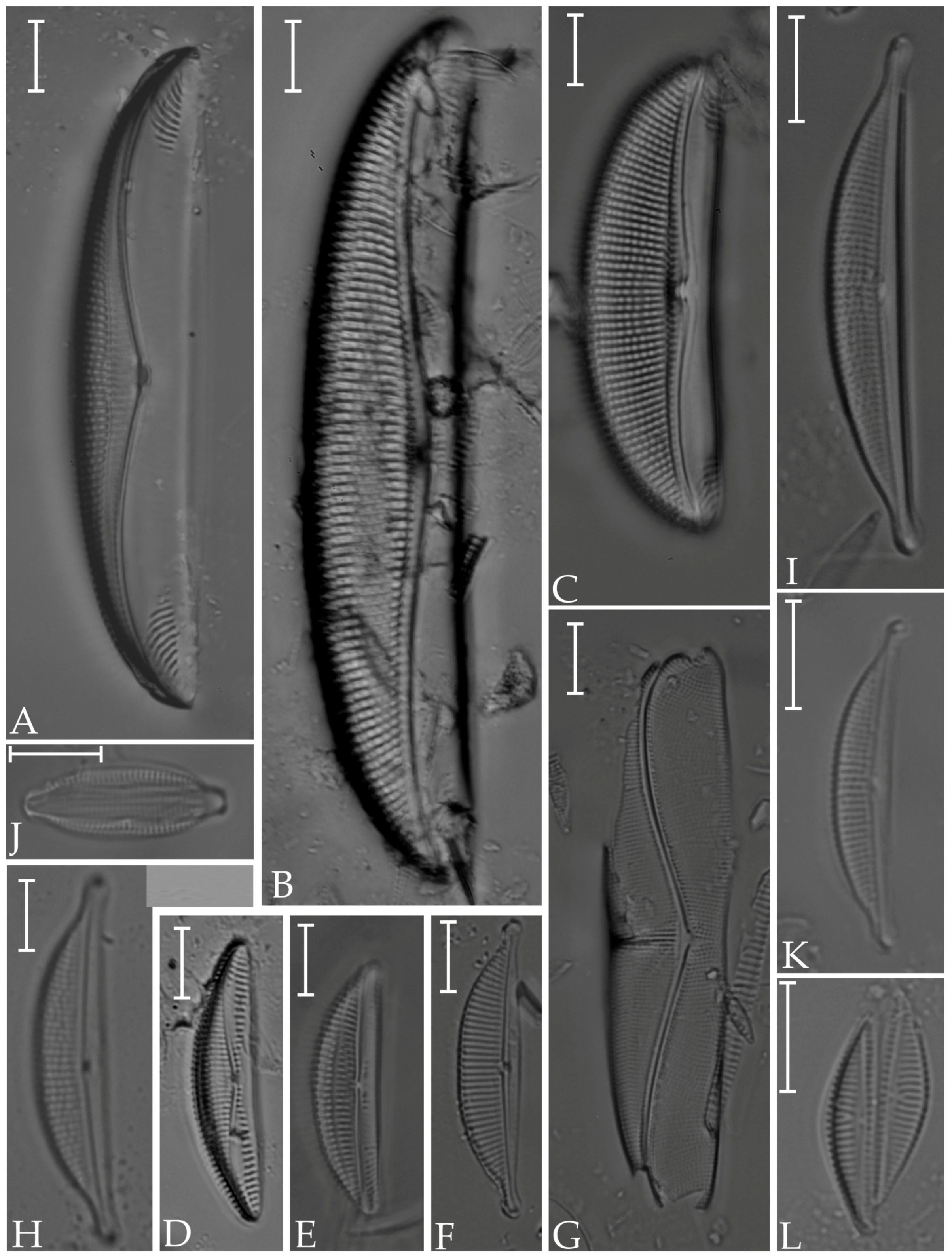Diversity 16 00302 g014