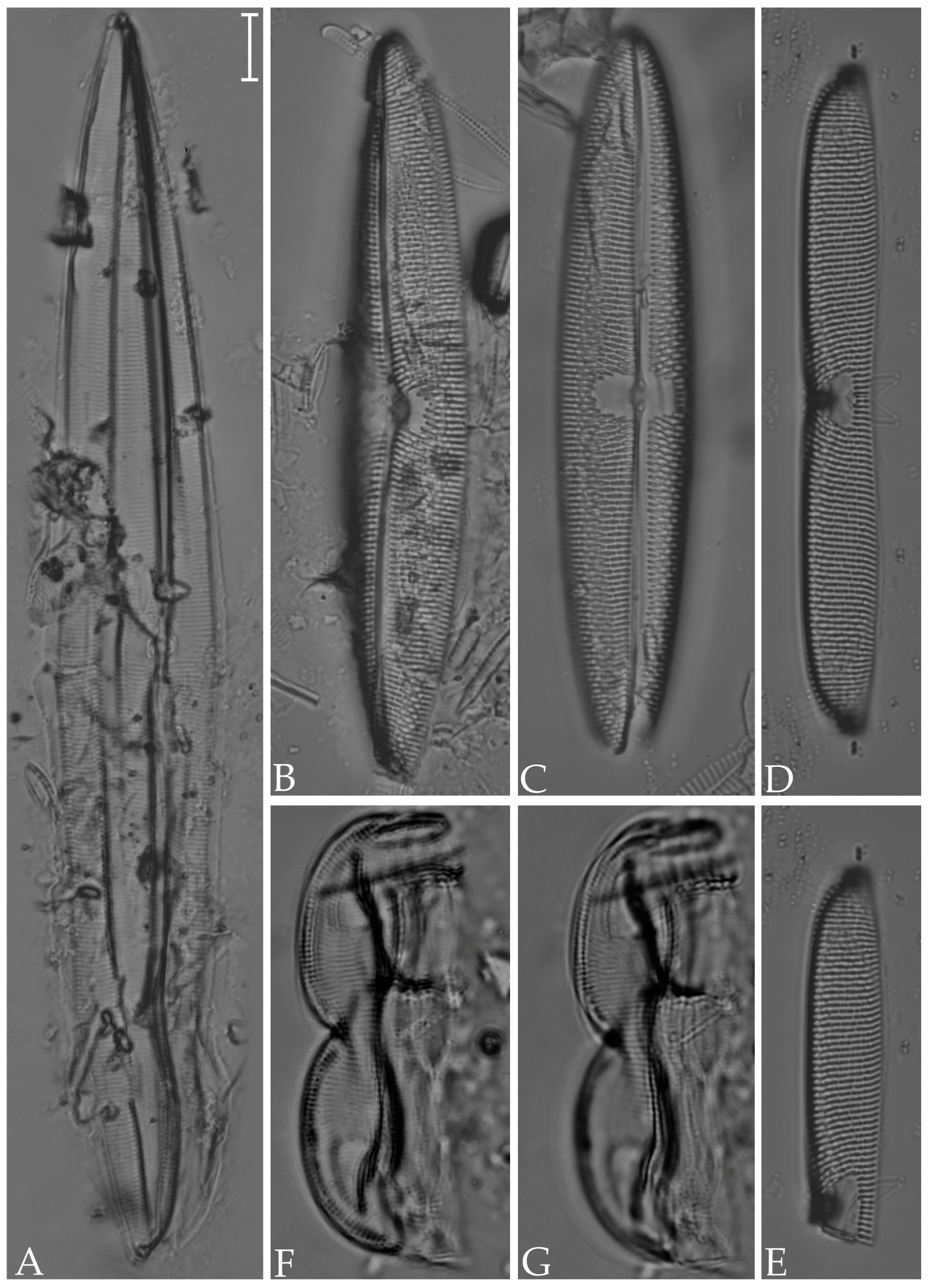 Diversity 16 00302 g015