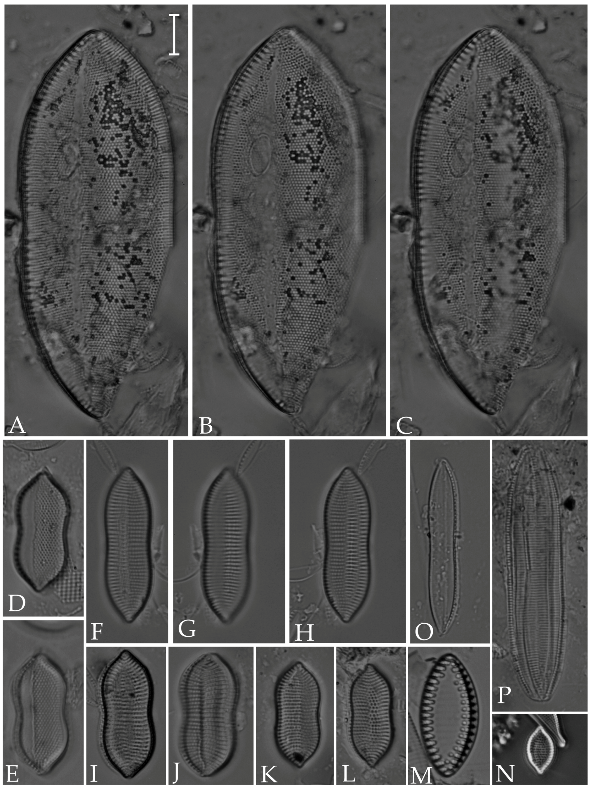 Diversity 16 00302 g016