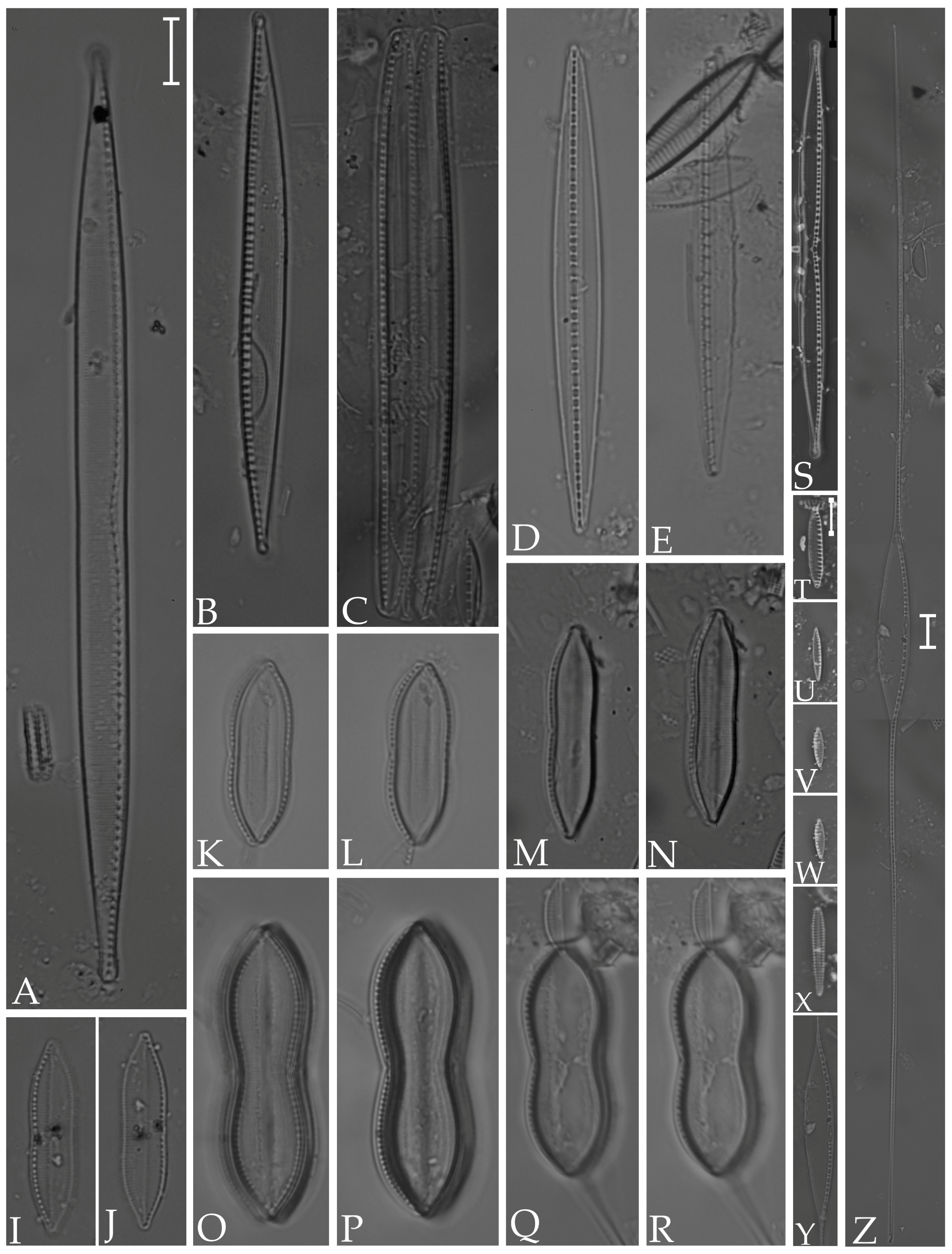 Diversity 16 00302 g017