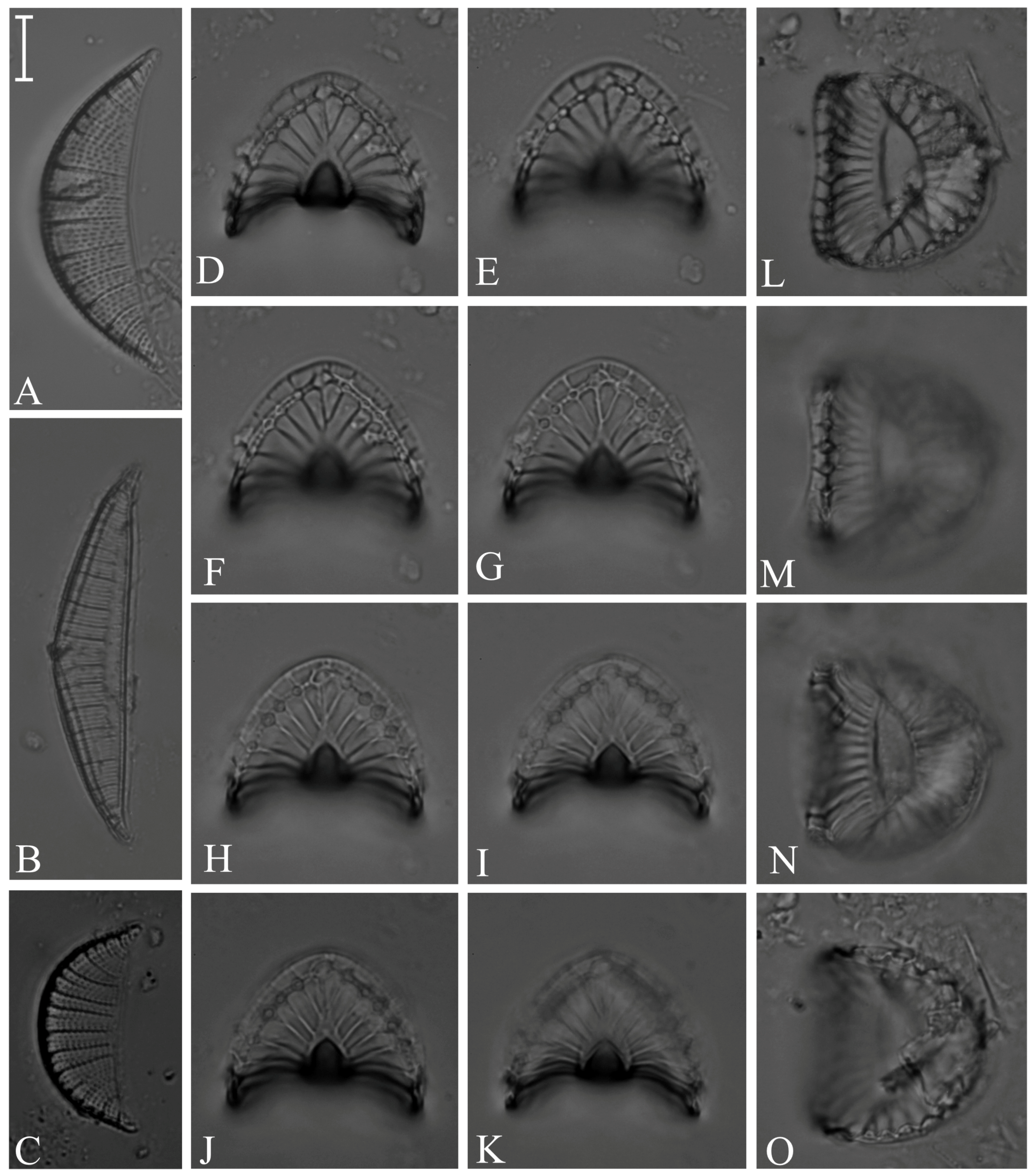 Diversity 16 00302 g018