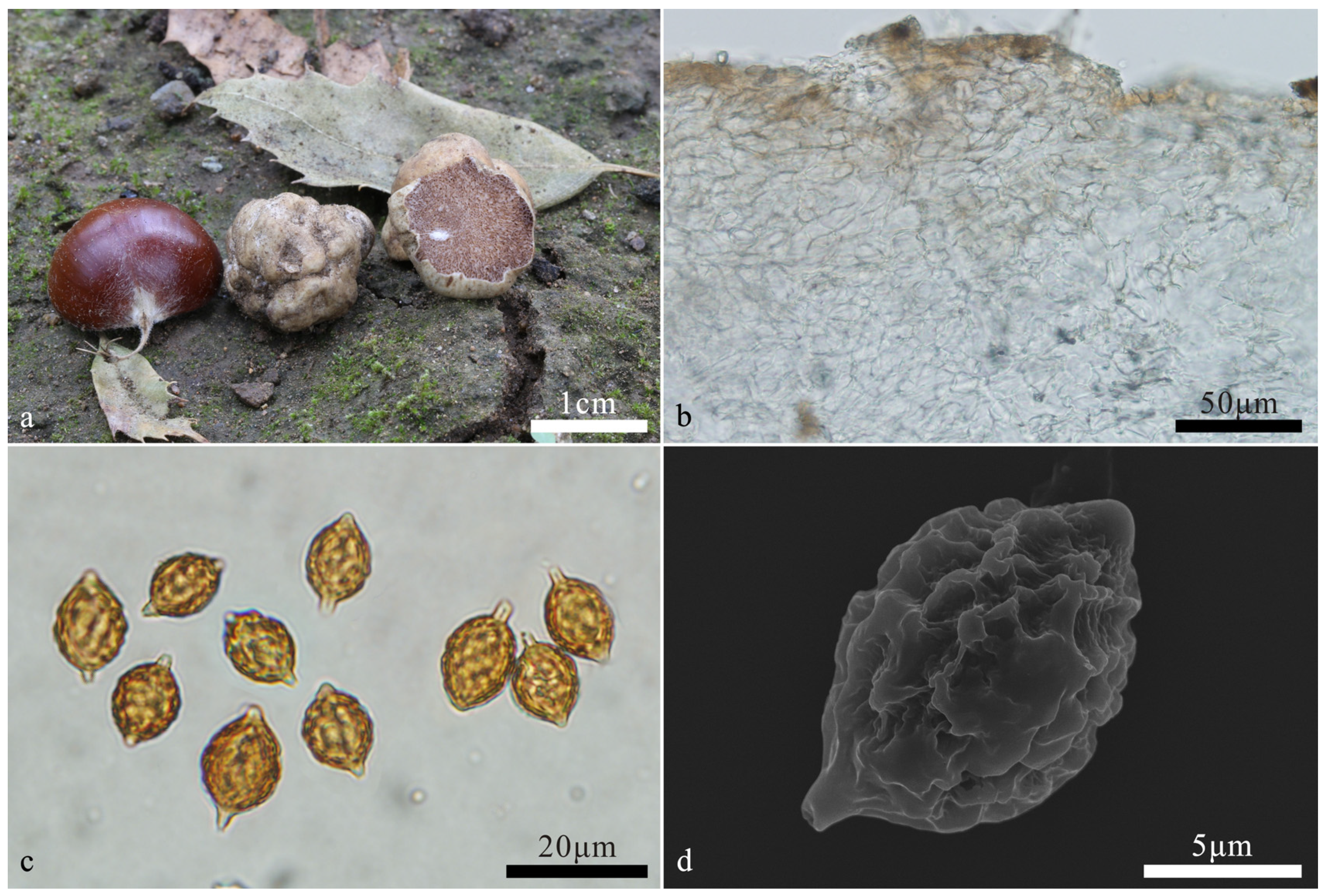 Diversity 16 00303 g003