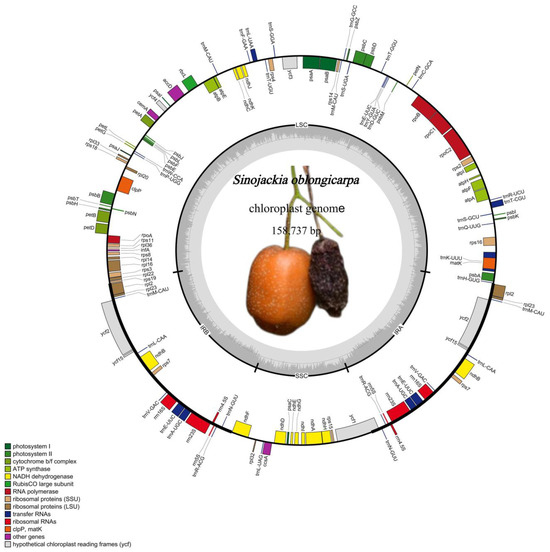 Plastid Phylogenetics, Biogeography, and Character Evolution of