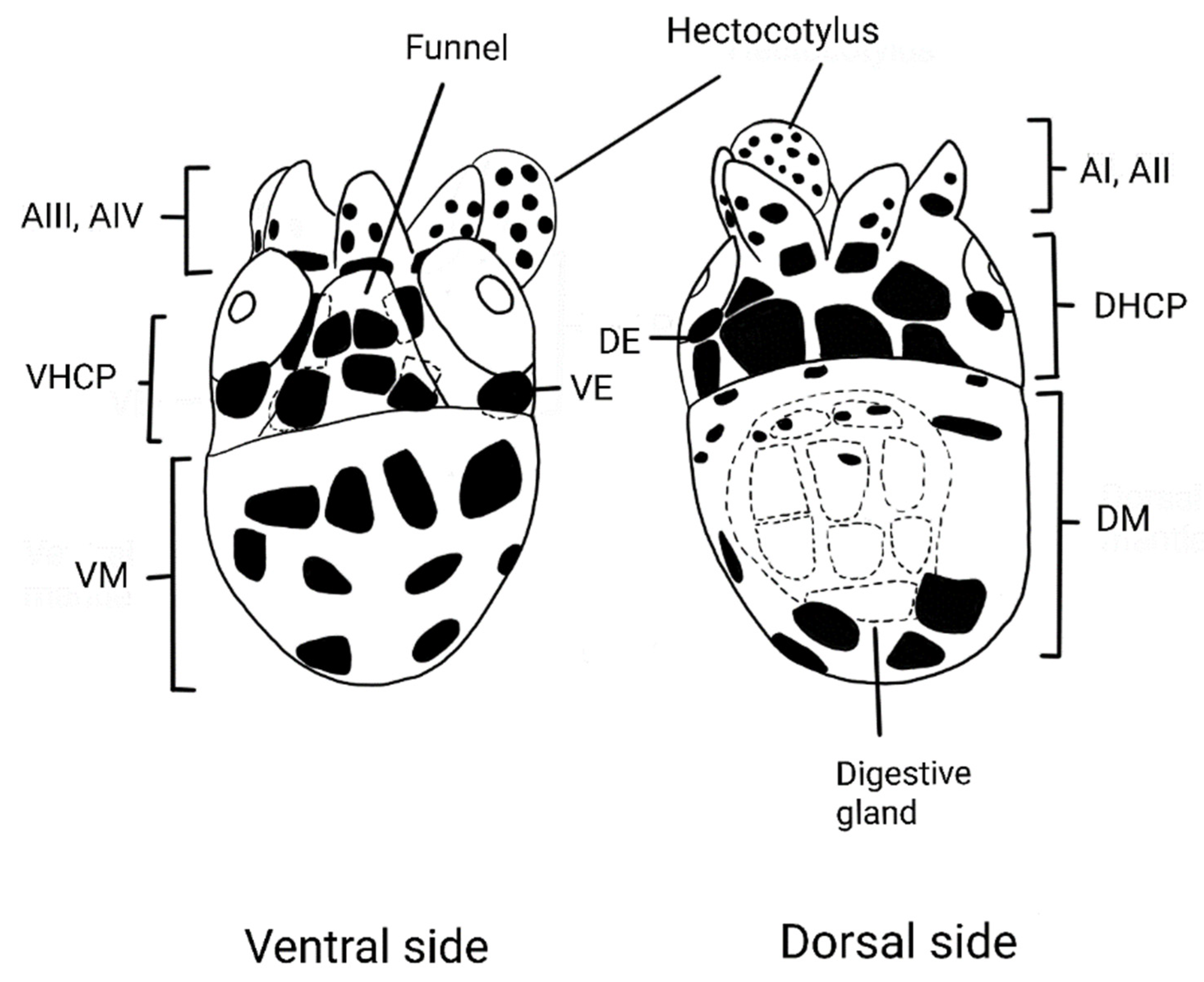 Diversity 16 00320 g002