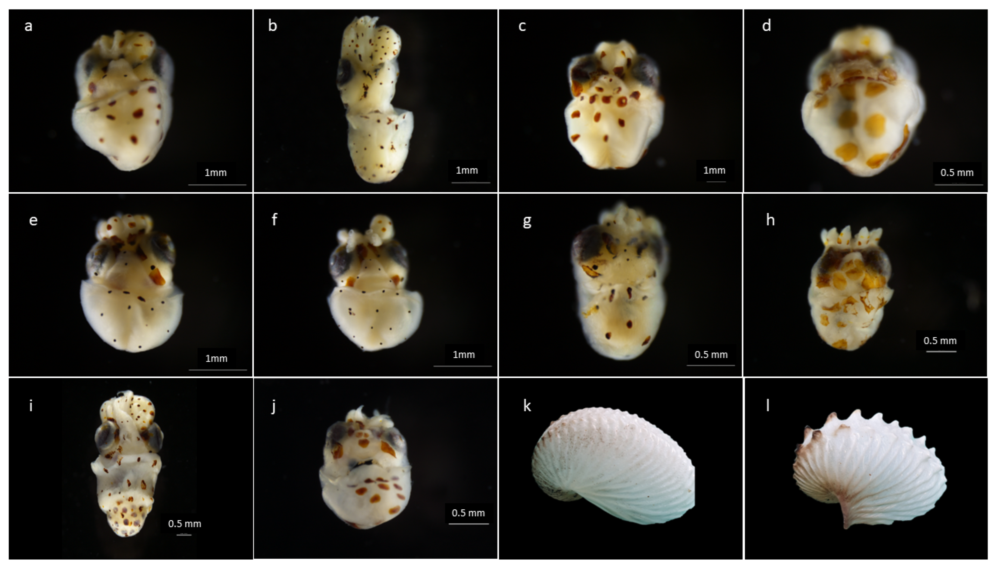 Diversity 16 00320 g003