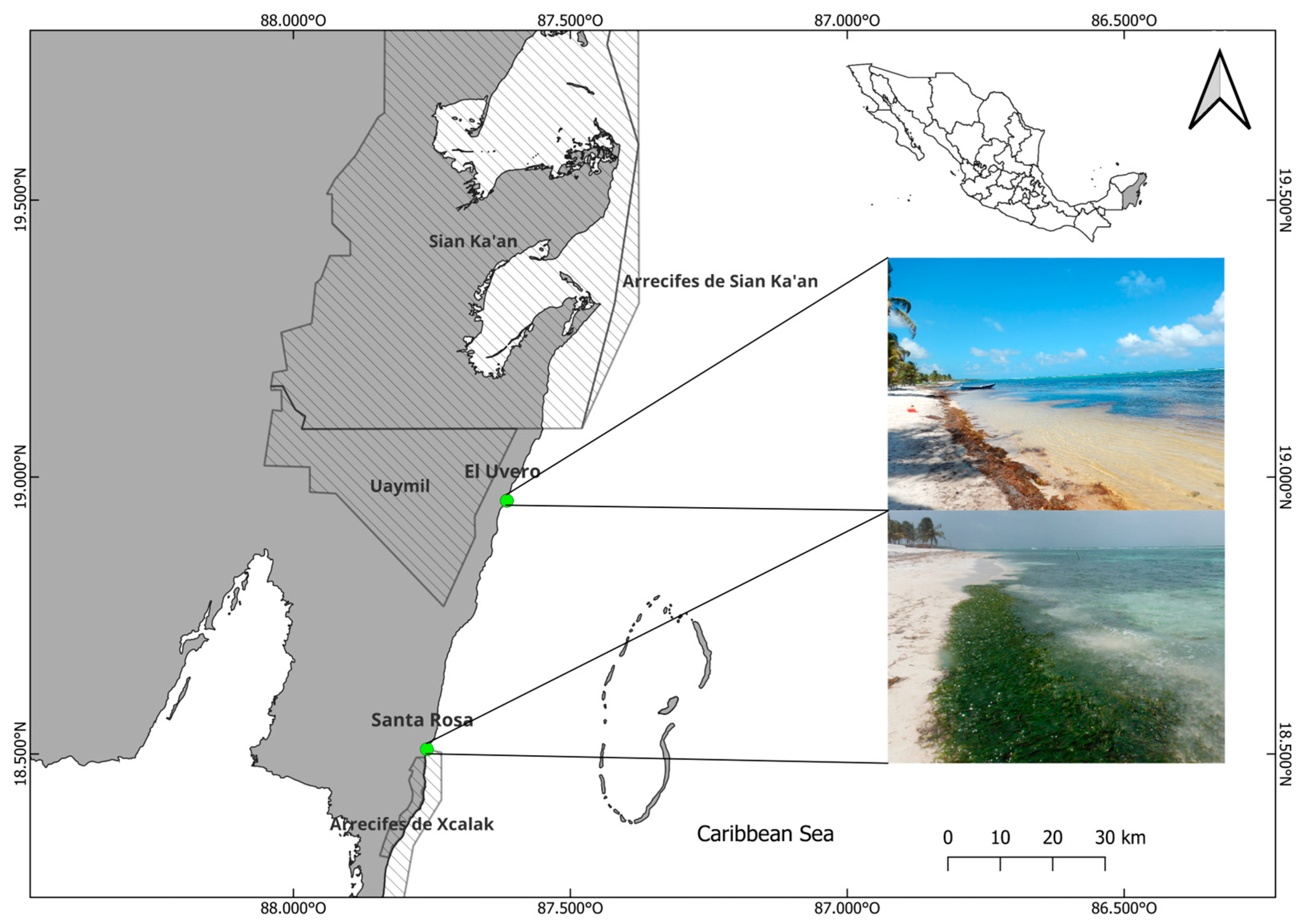 Diversity 16 00321 g001