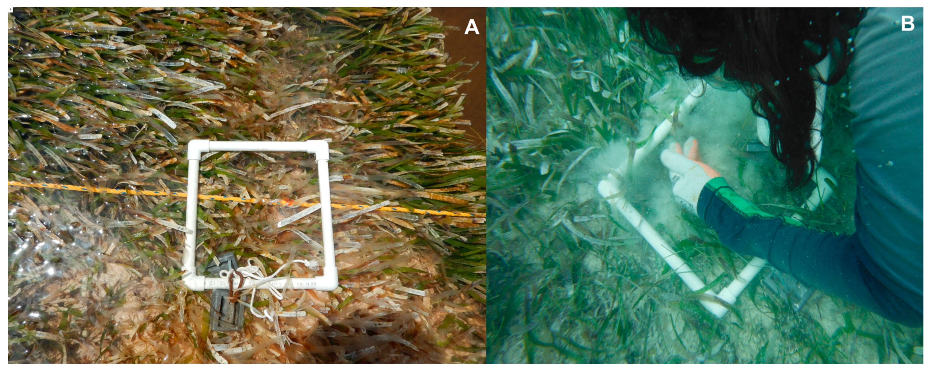 Diversity 16 00321 g002