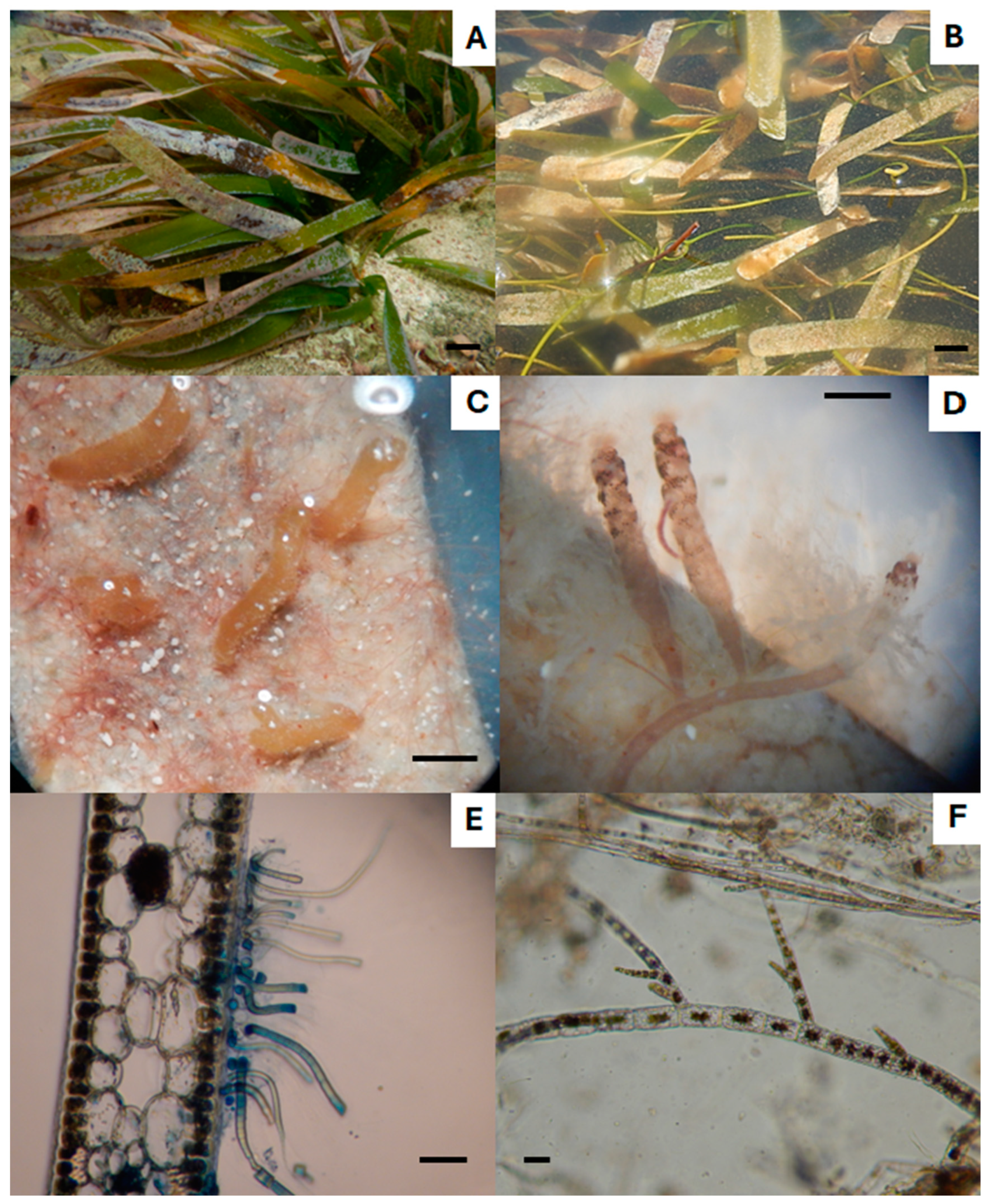 Diversity 16 00321 g004