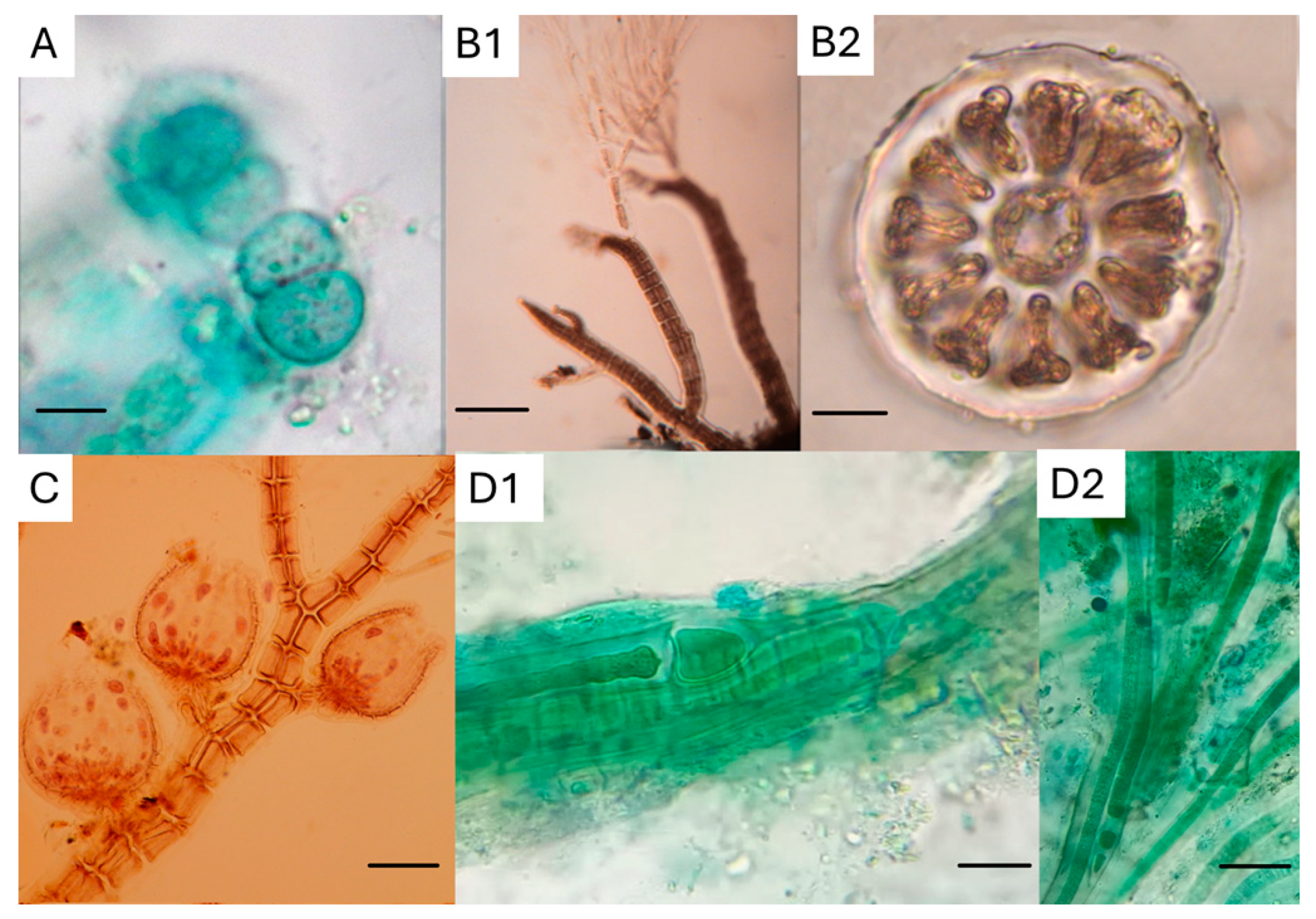 Diversity 16 00321 g010