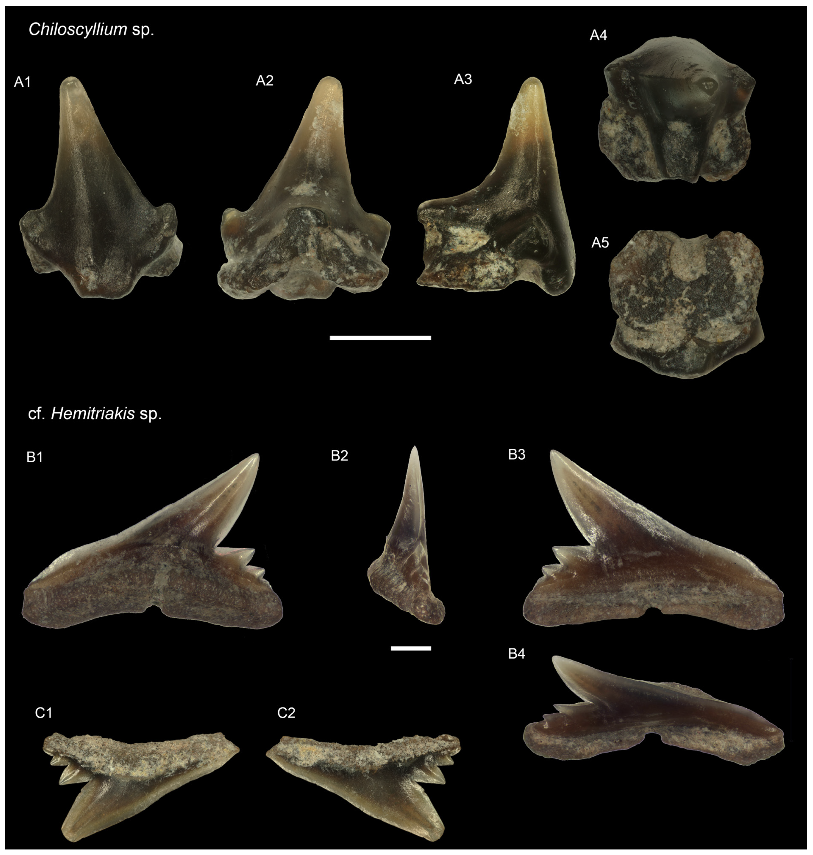 Diversity 16 00323 g003