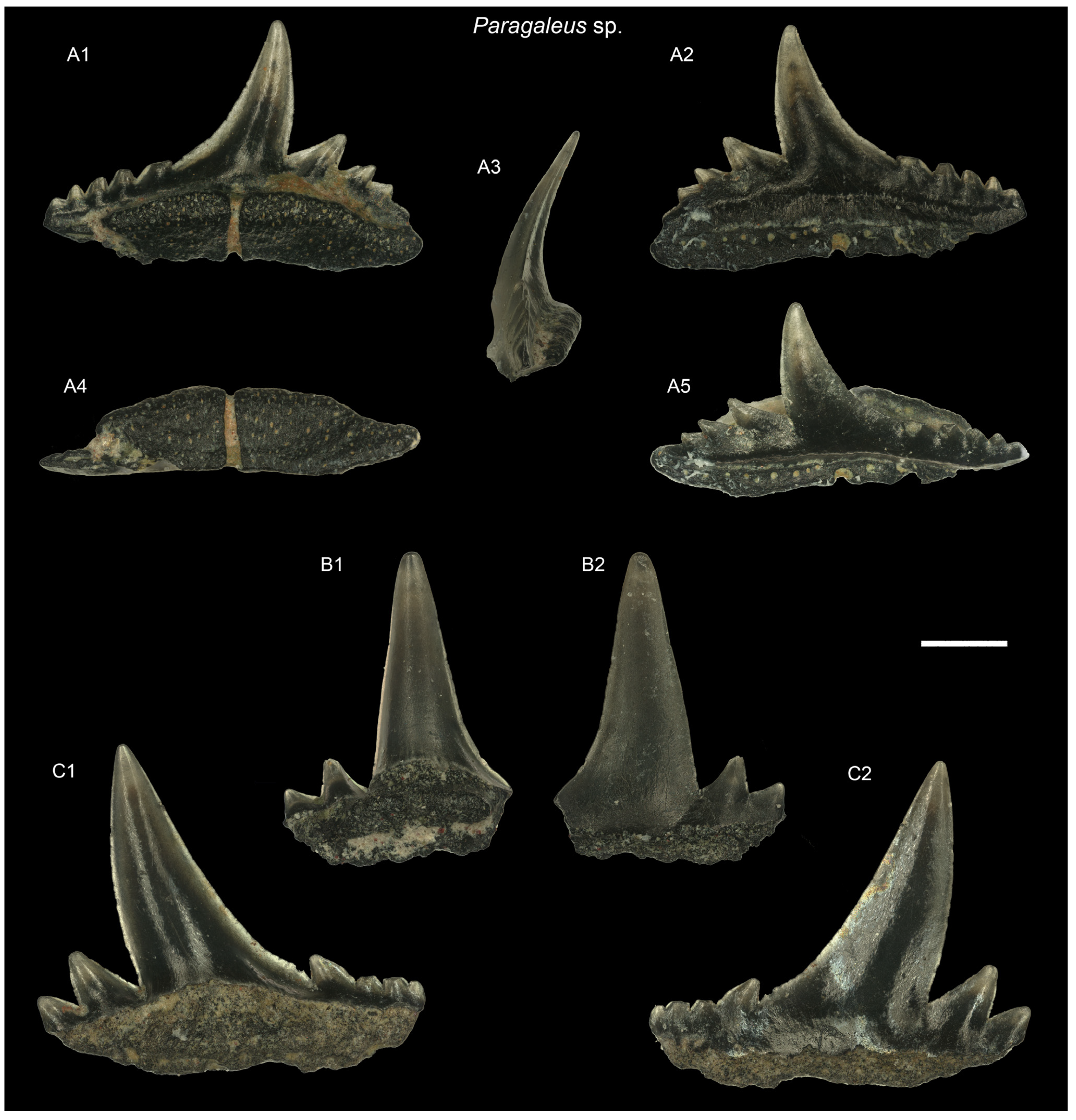 Diversity 16 00323 g004