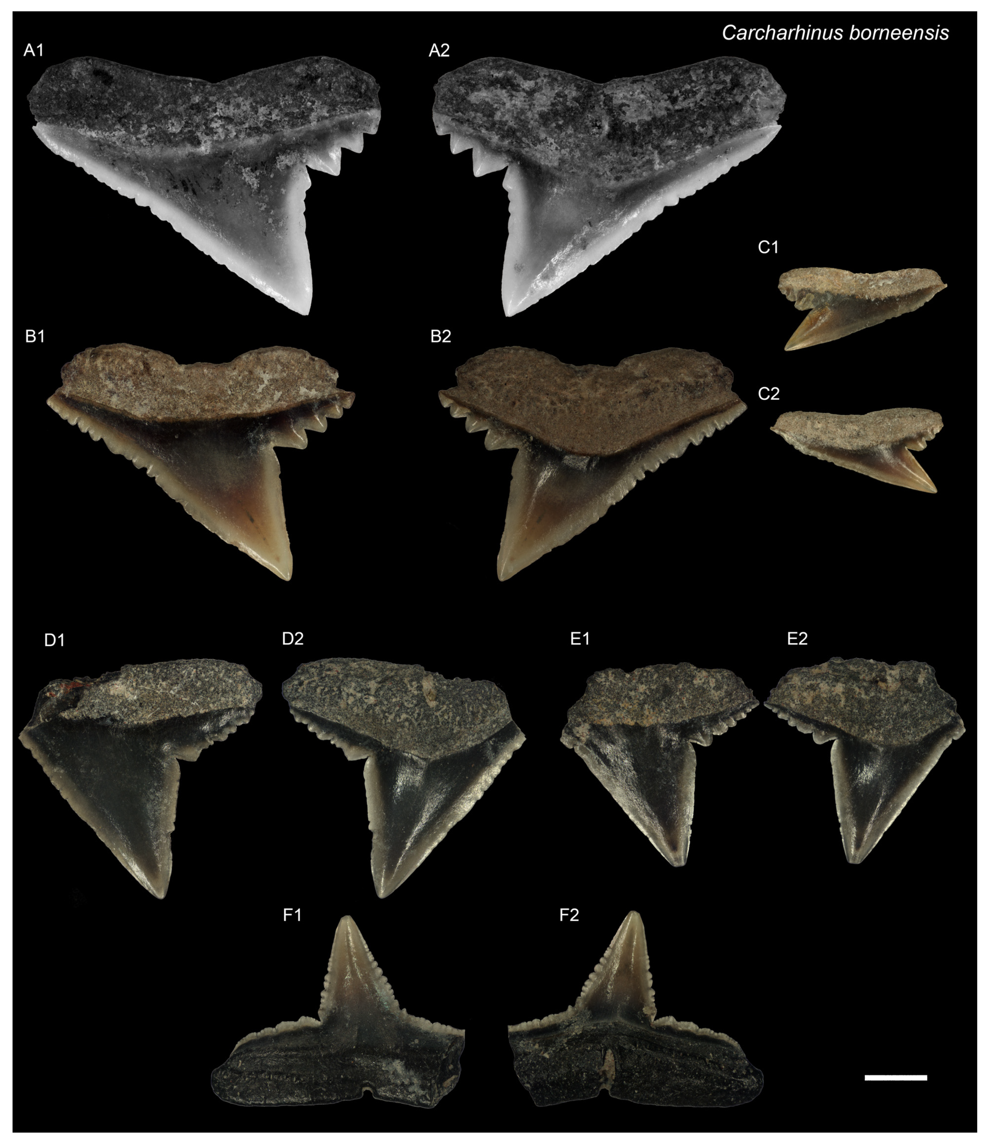 Diversity 16 00323 g005